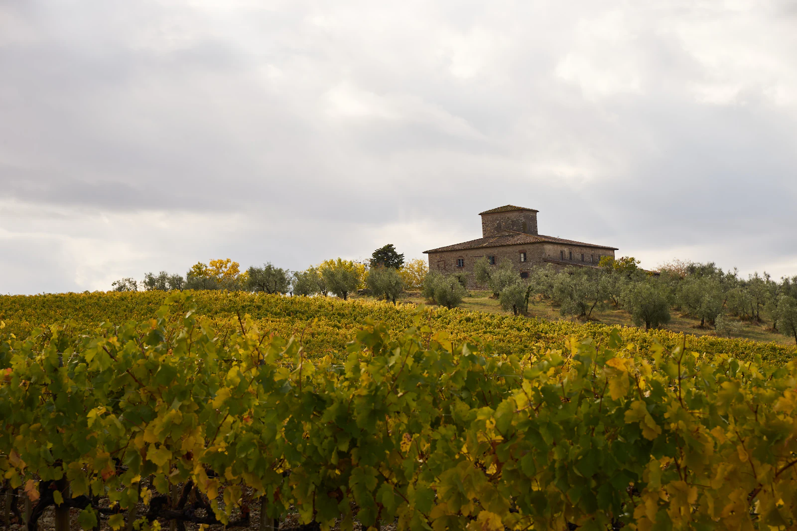A stone farmhouse on a hill above rows of trees