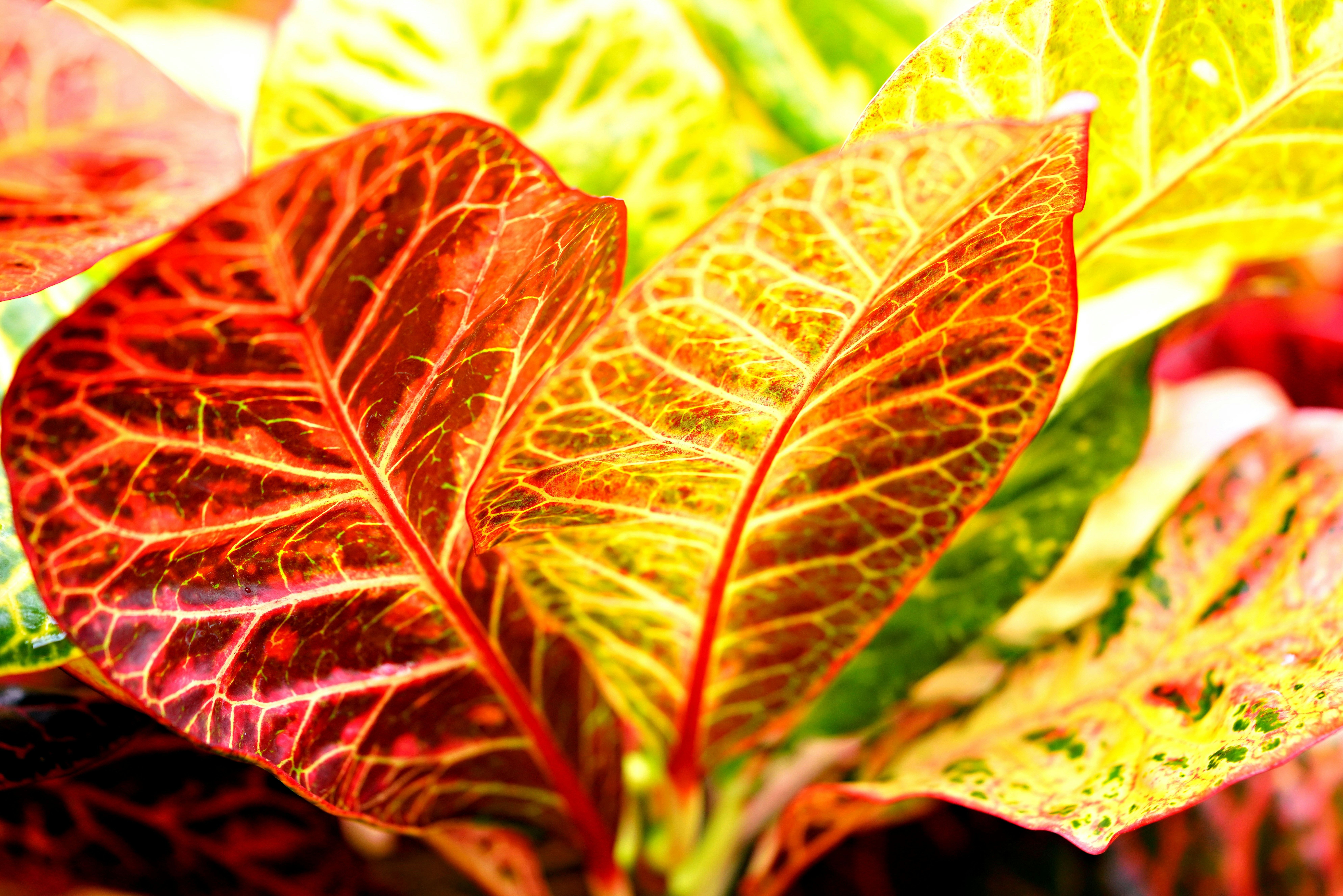 Close-up of colorful croton leaves with intricate patterns