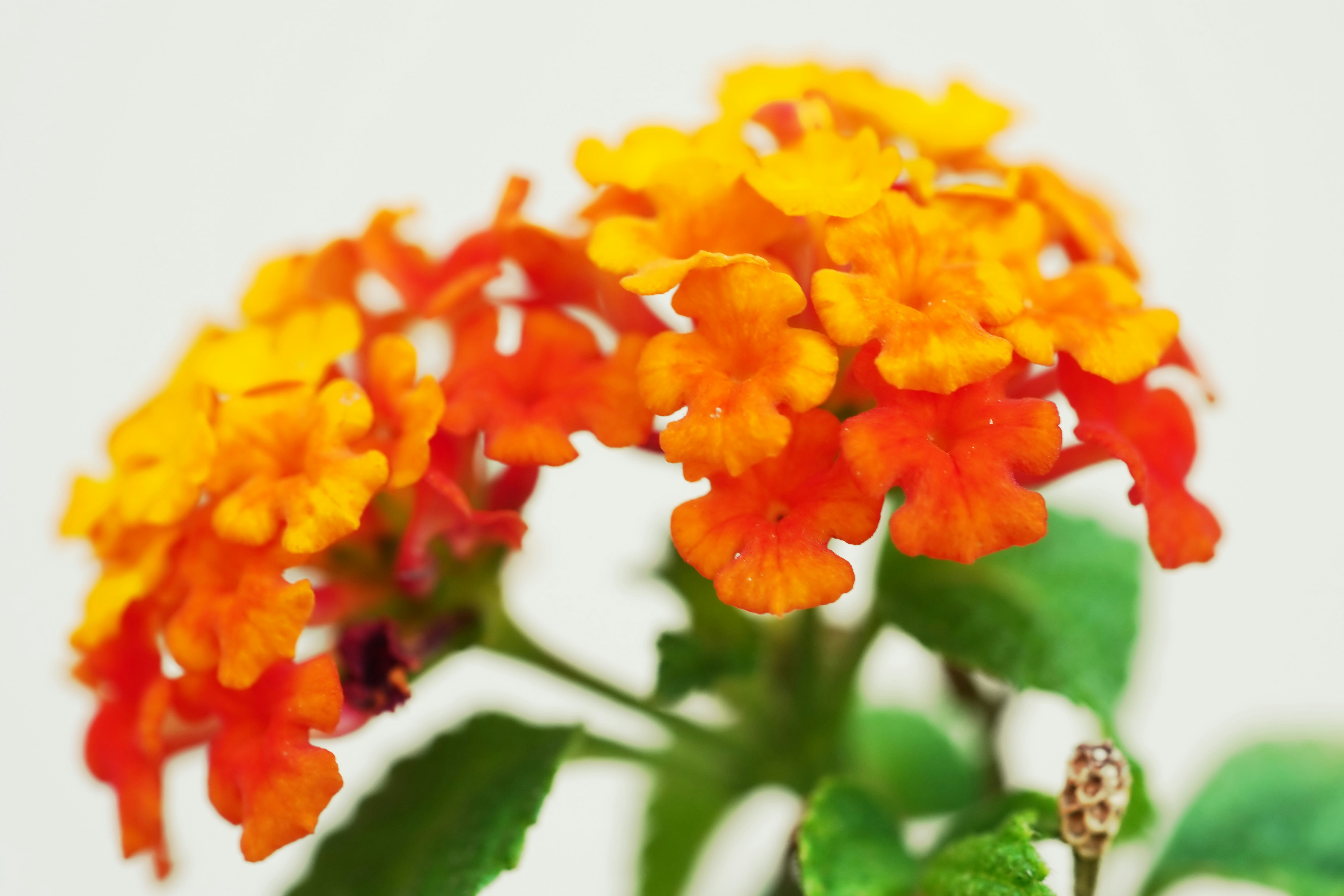 Cluster of small orange and yellow flowers with green leaves.