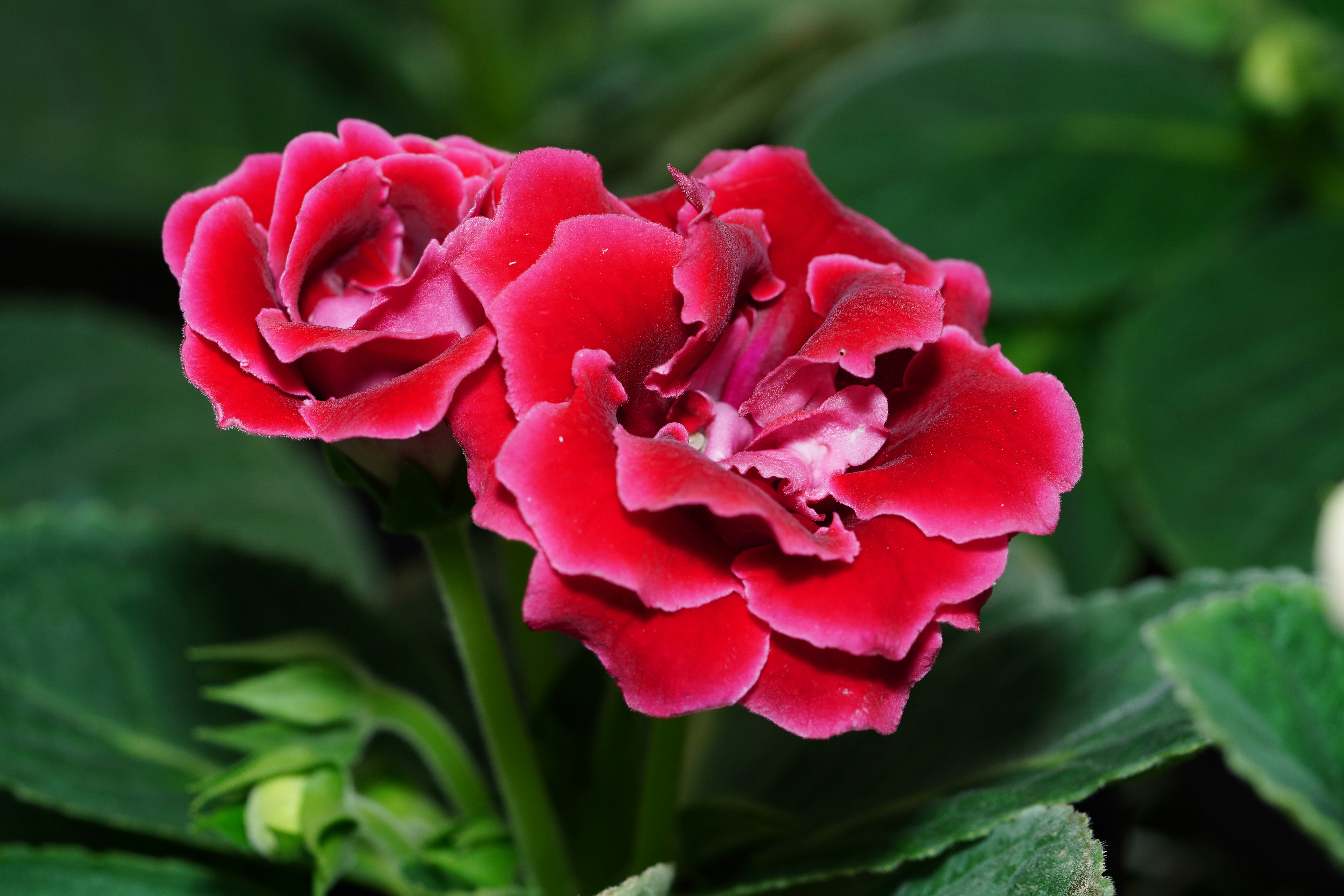Two vibrant red flowers with green leaves