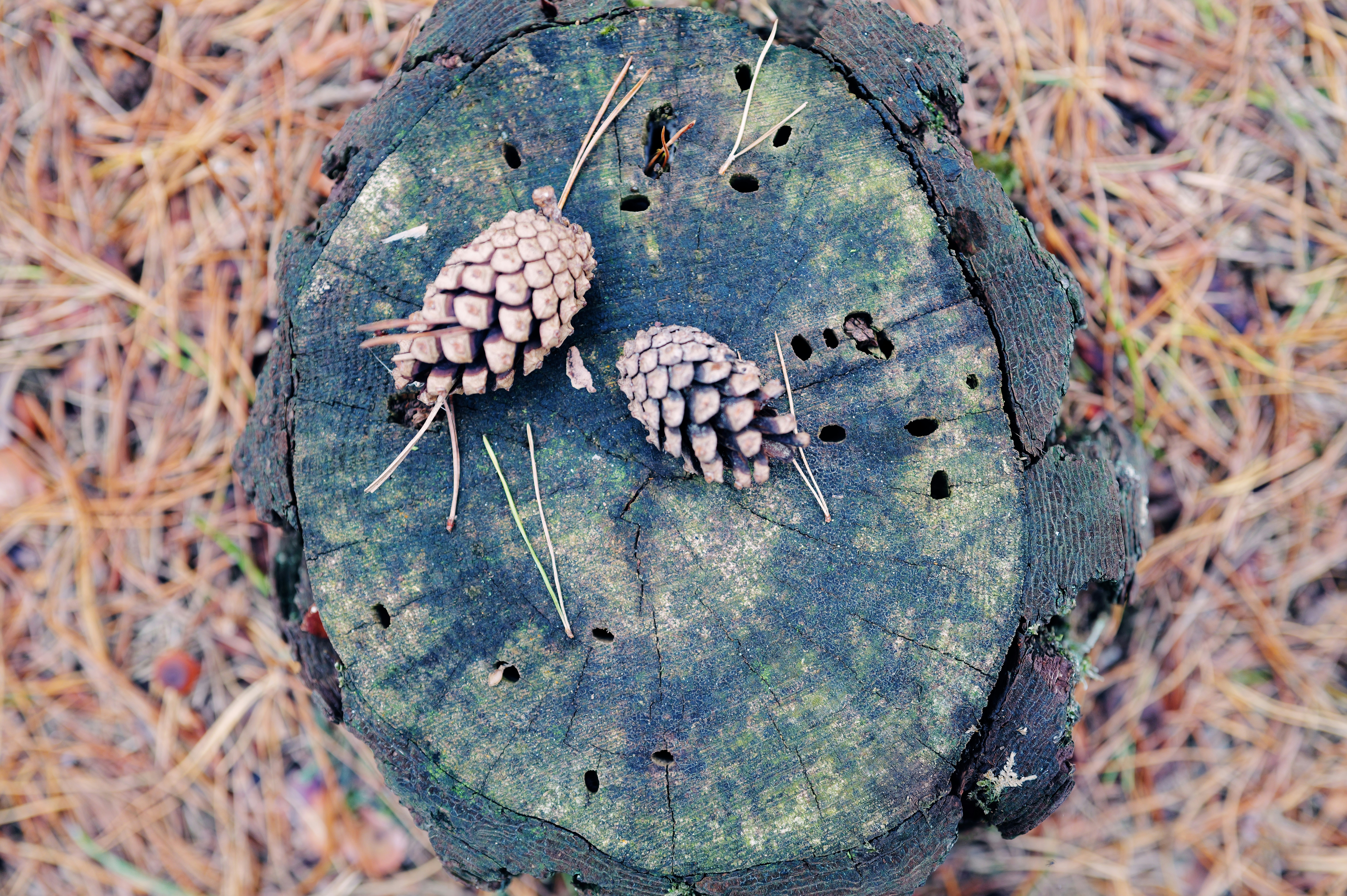 Two pine cones on a weathered tree stump