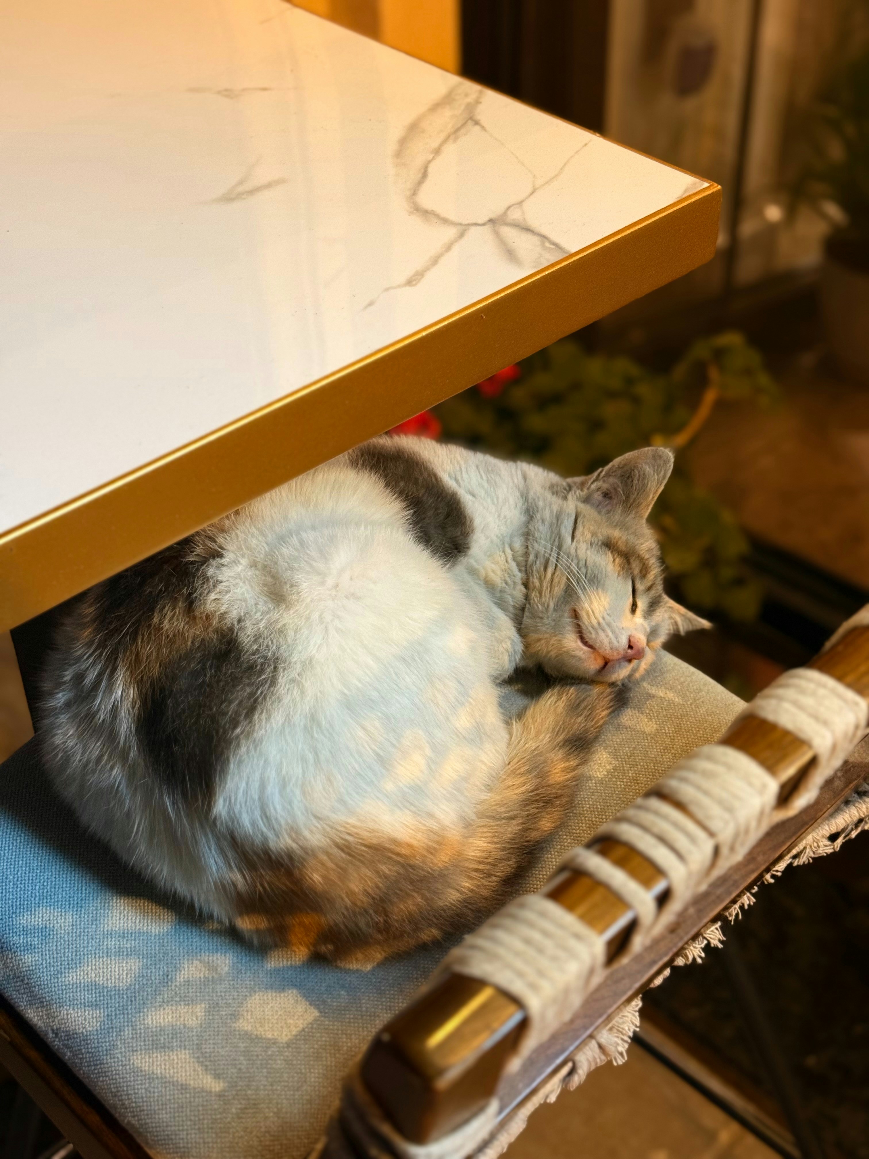 A calico cat sleeps curled up on a chair.