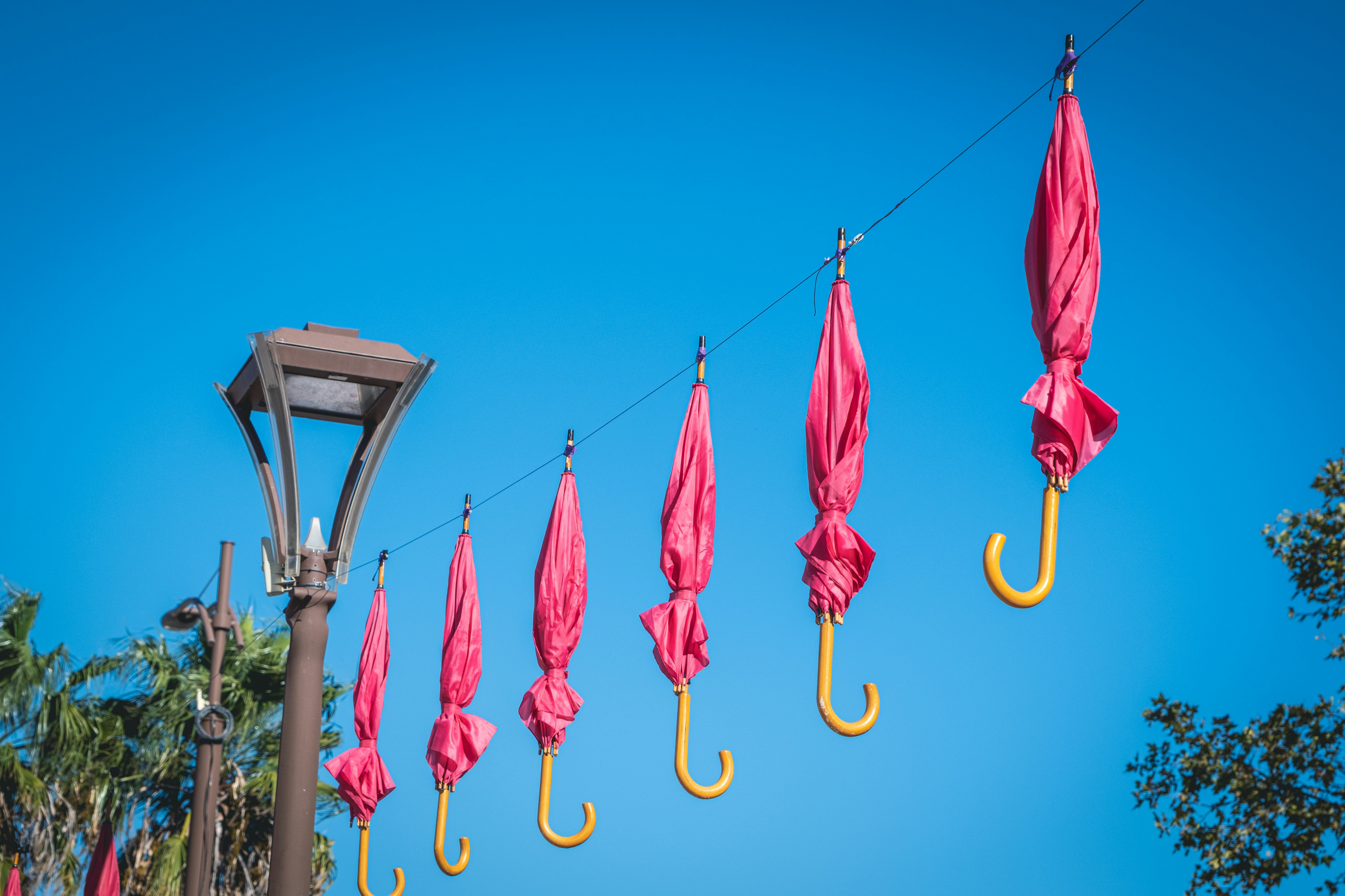 Several closed pink umbrellas hang on a wire.