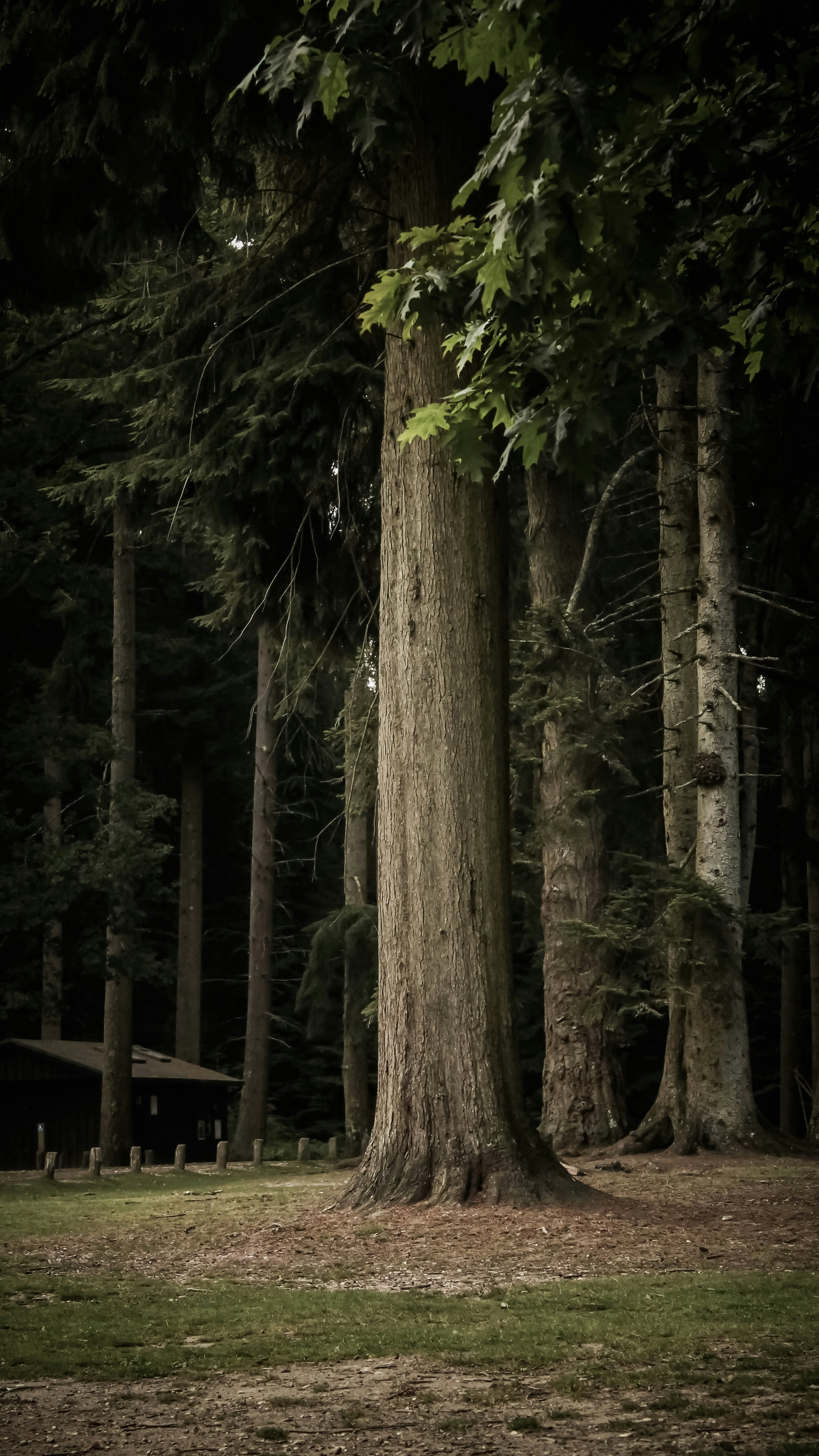 old growth forest wallpaper, wallpaper, Camping in Old Growth Forests: A Comprehensive Guide 2