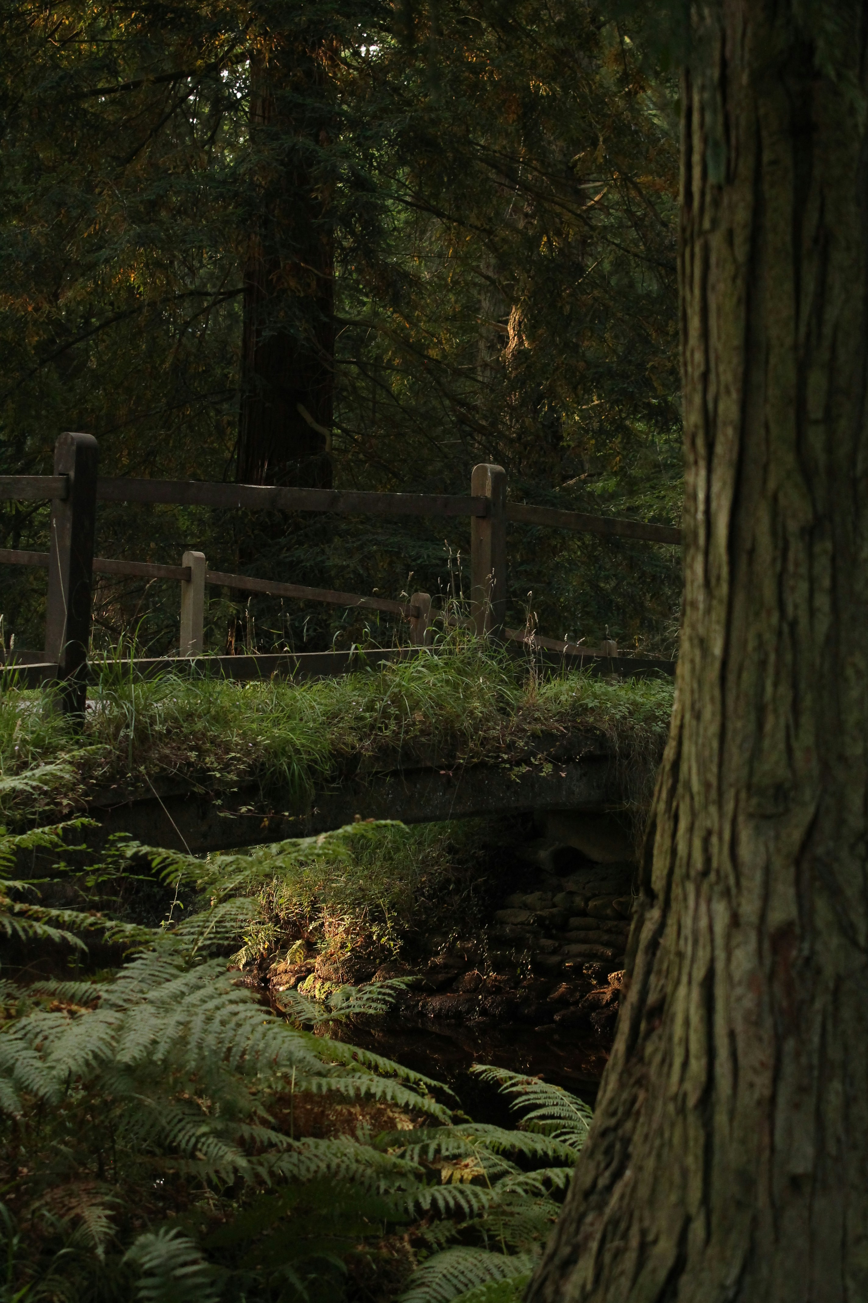 A rustic wooden fence in a lush green forest.