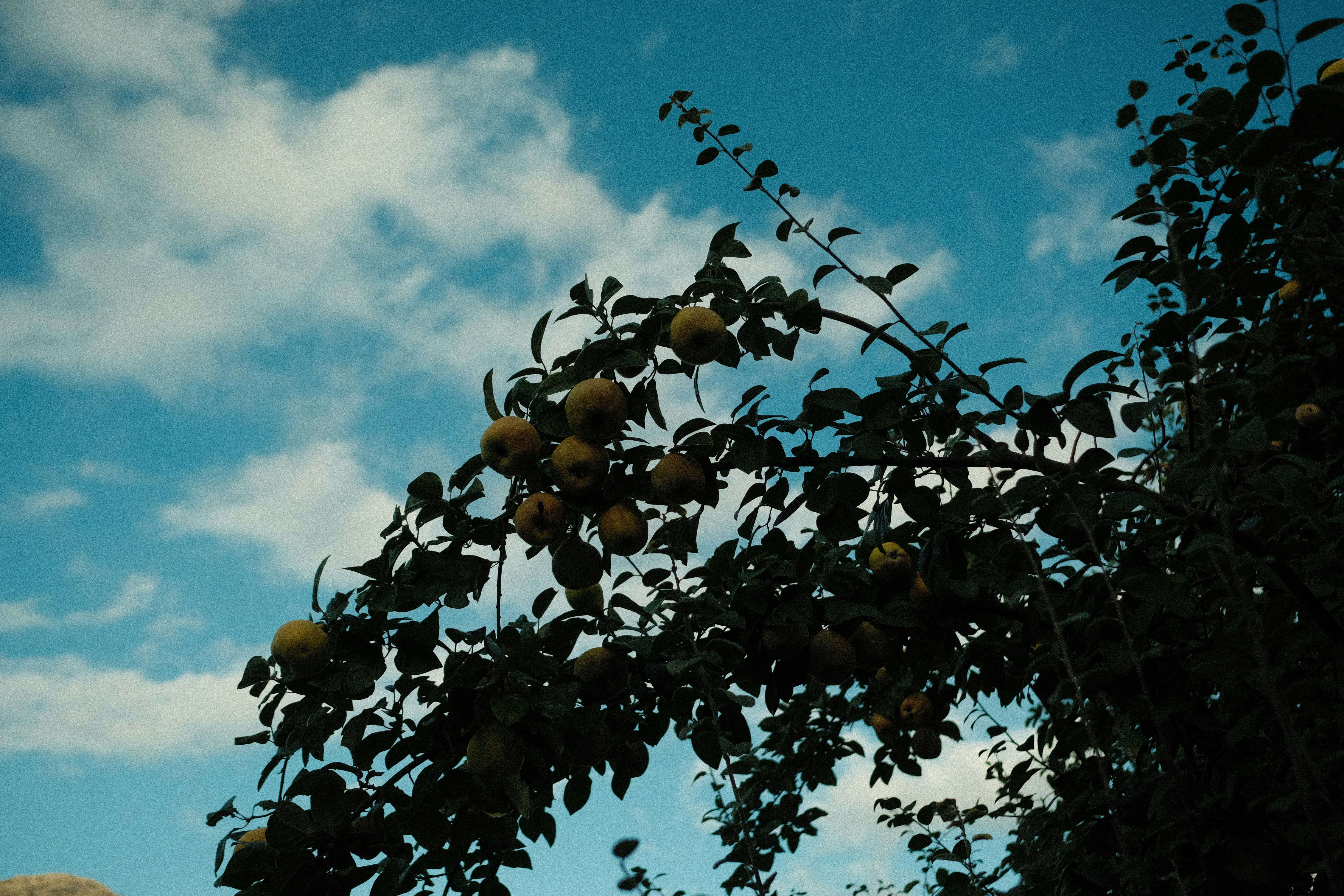 Apples hanging from a tree branch against blue sky.