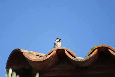 Sparrow perched on a tiled roof under blue sky