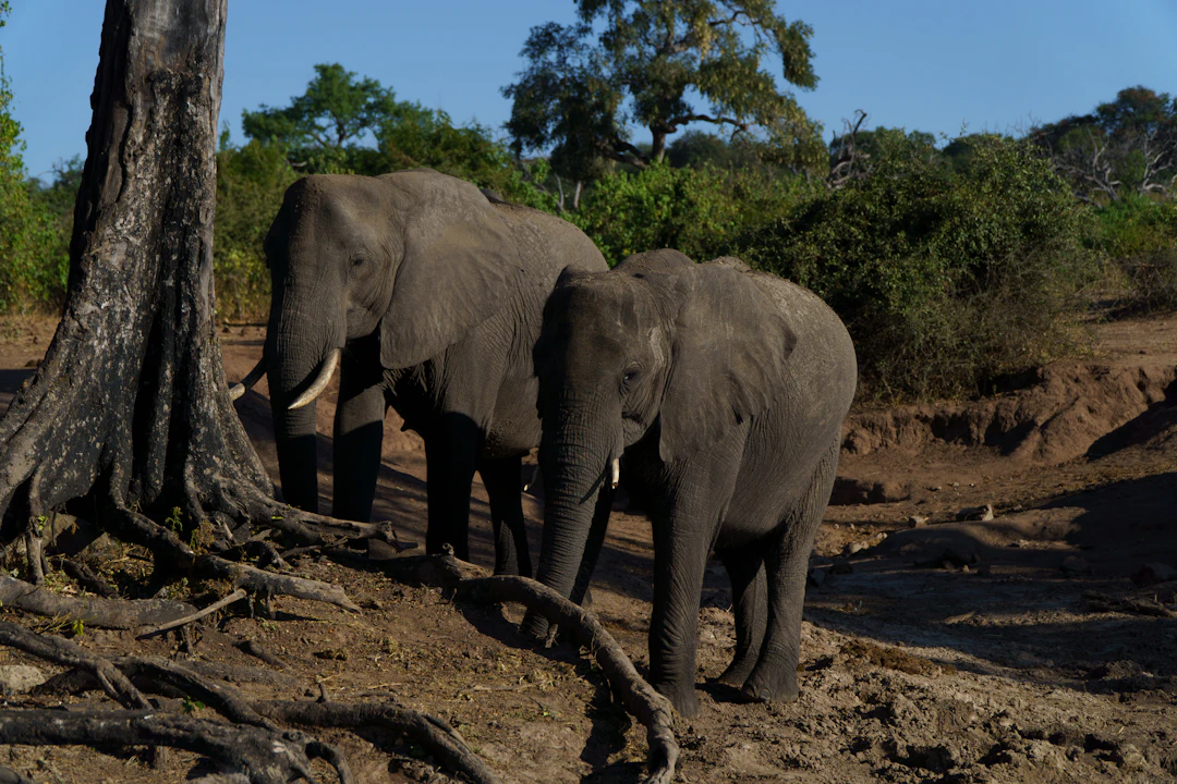 18-Day Botswana Family Travel Itinerary & Guide