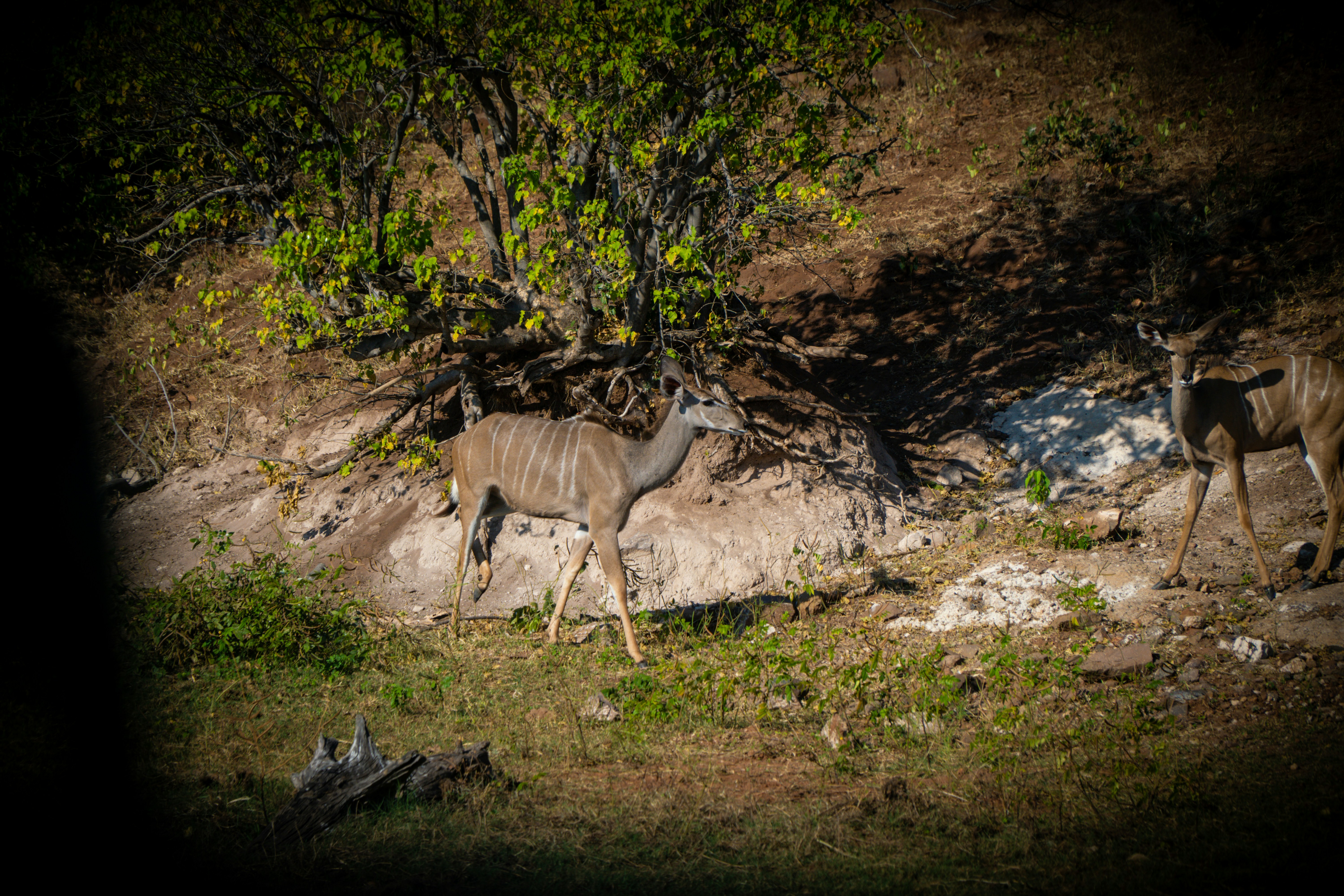 african safari landscape, wallpaper, Camping Safari Southern Africa: Your Complete Guide 6