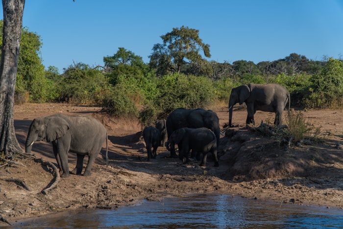Herd of elephants gathered near a watering hole