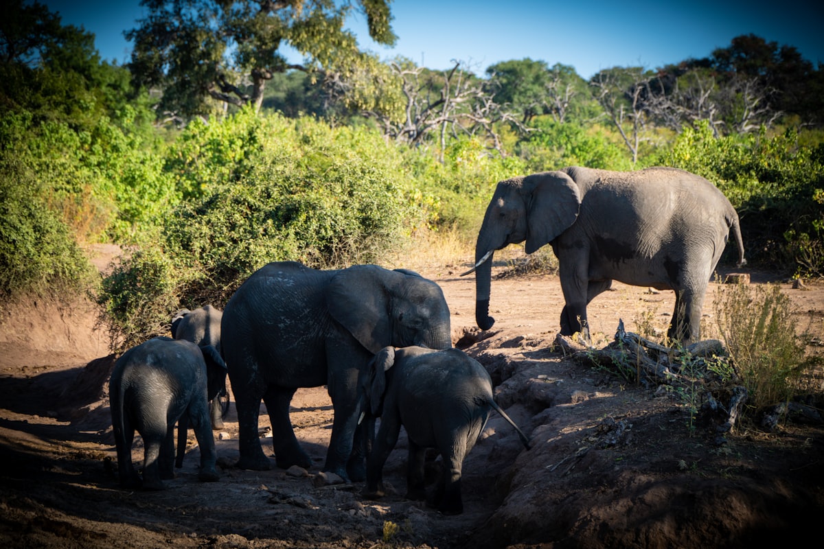 Amboseli National Park