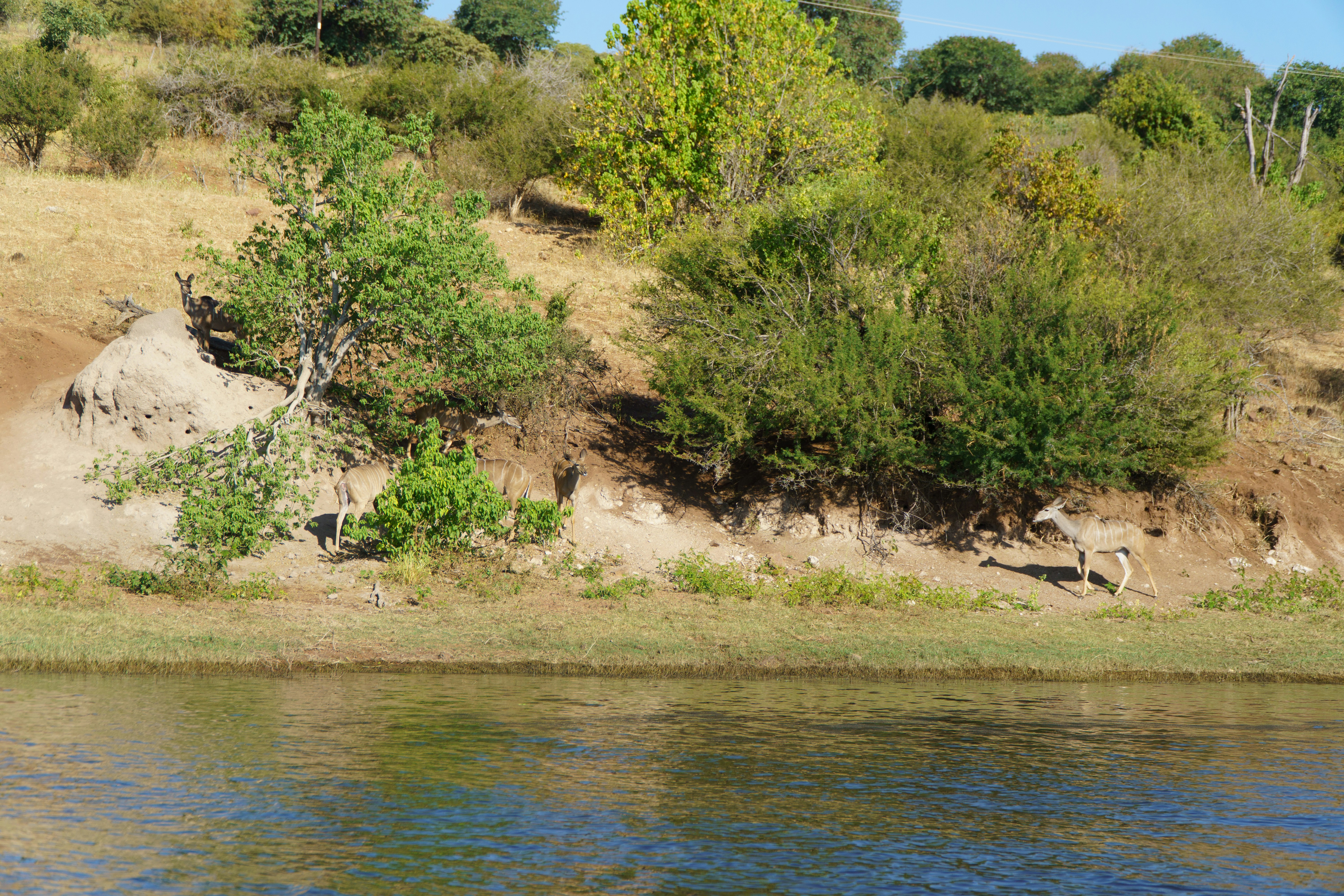 Photography in Bisanadi: riverine shade, dust, and patient cat tracking