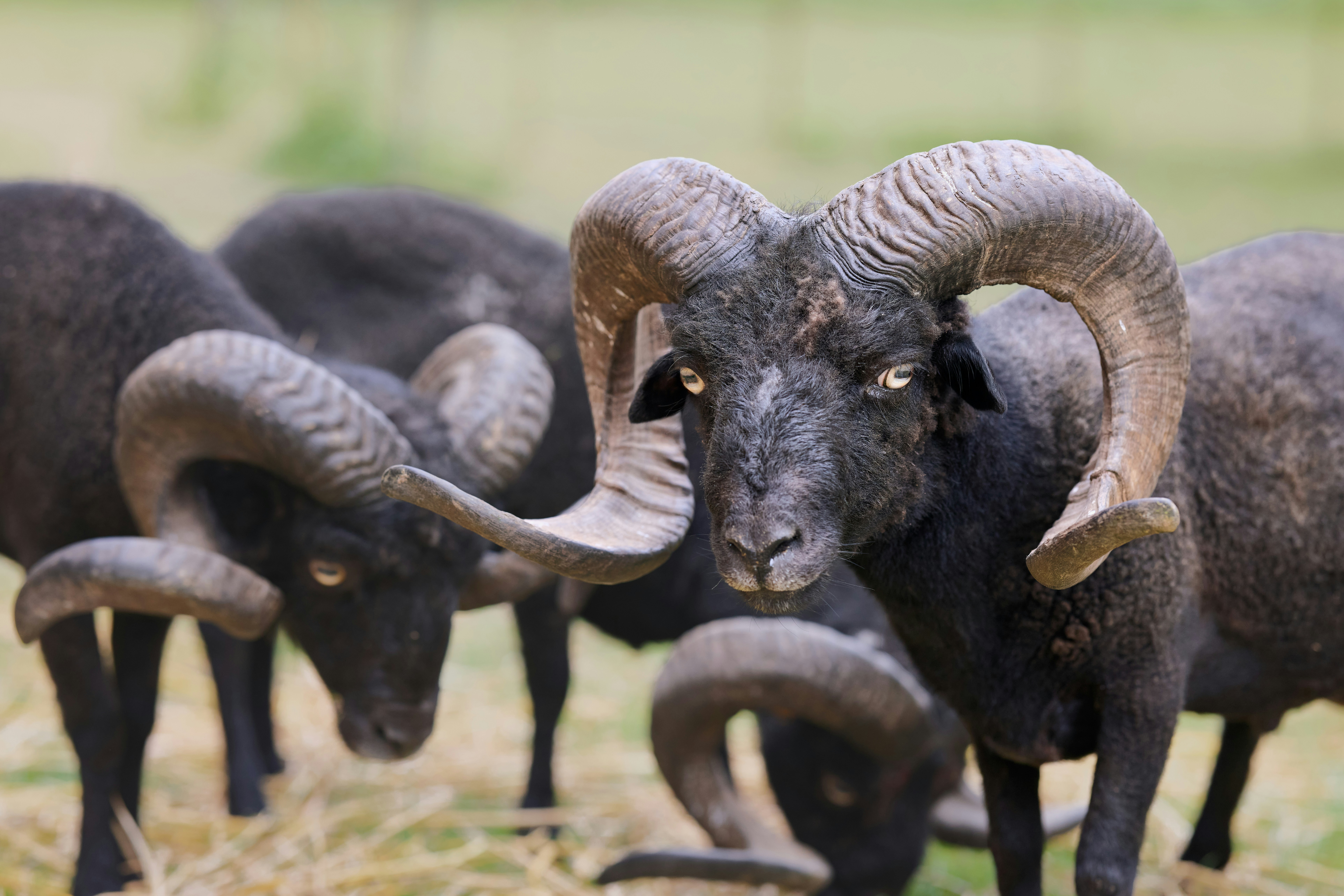 大きな湾曲した角を持つ黒い羊が草を食むの写真 – Unsplashの動物の