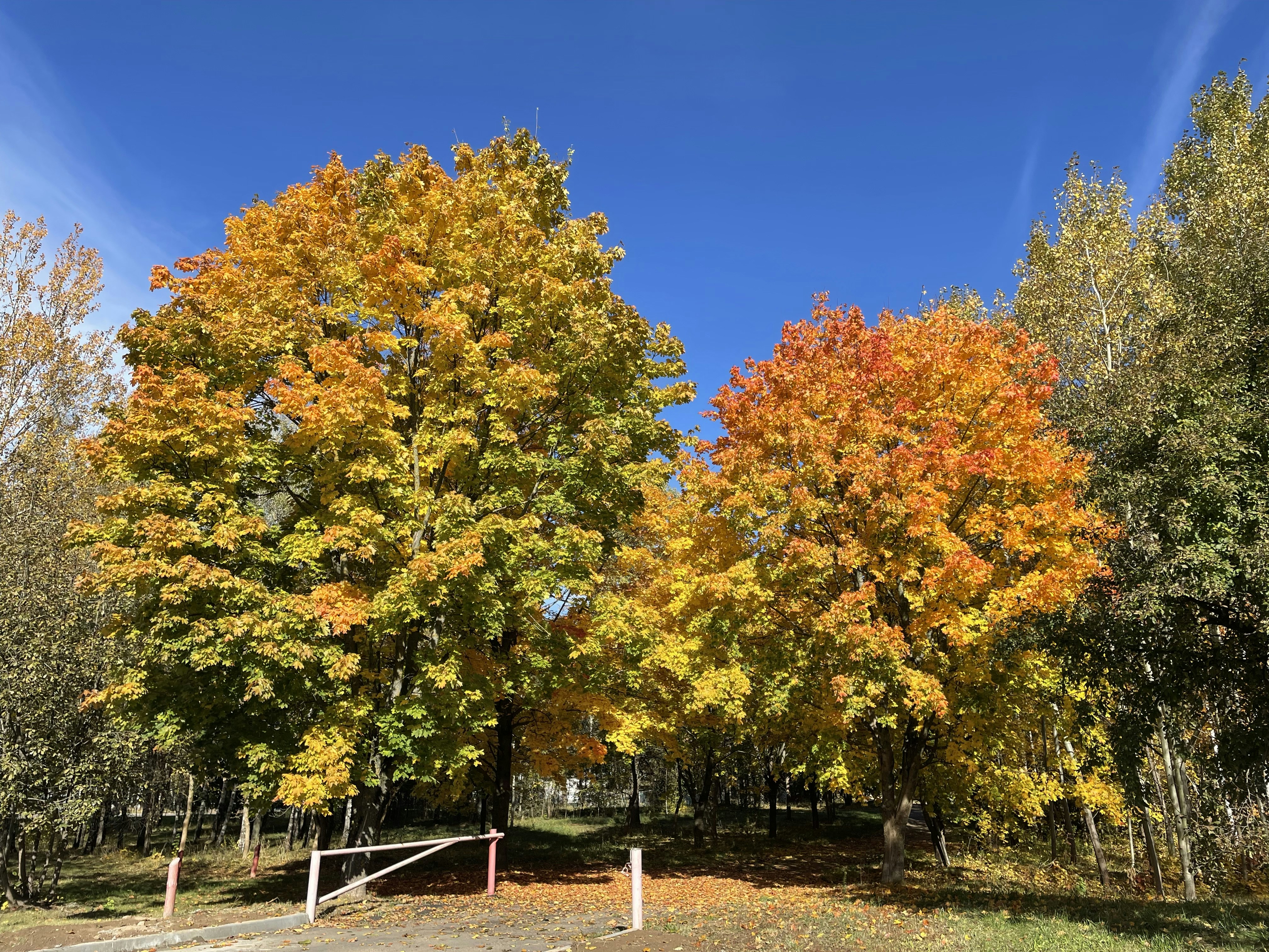 Maple Park