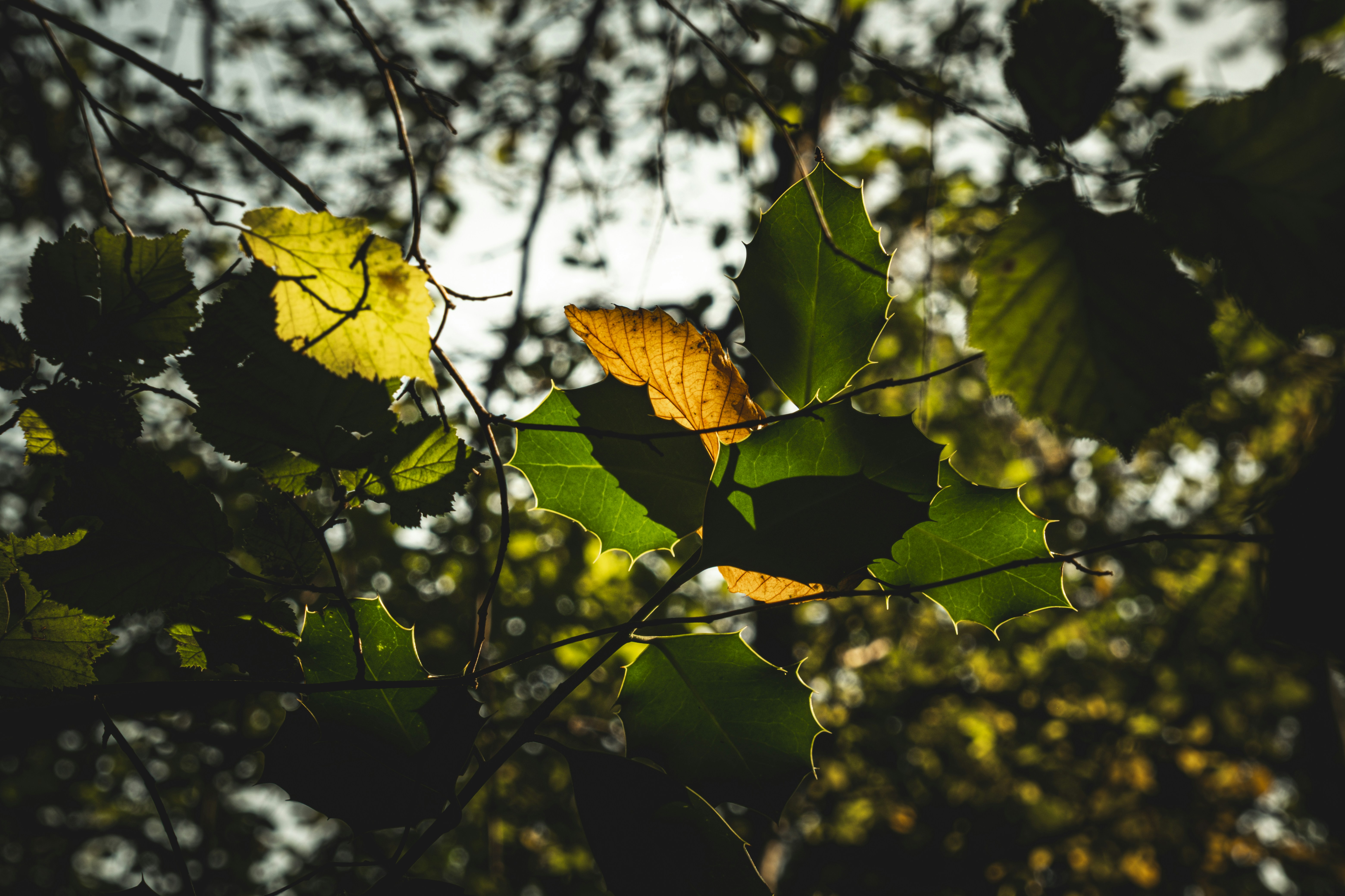 Photo by francesco_ungaro