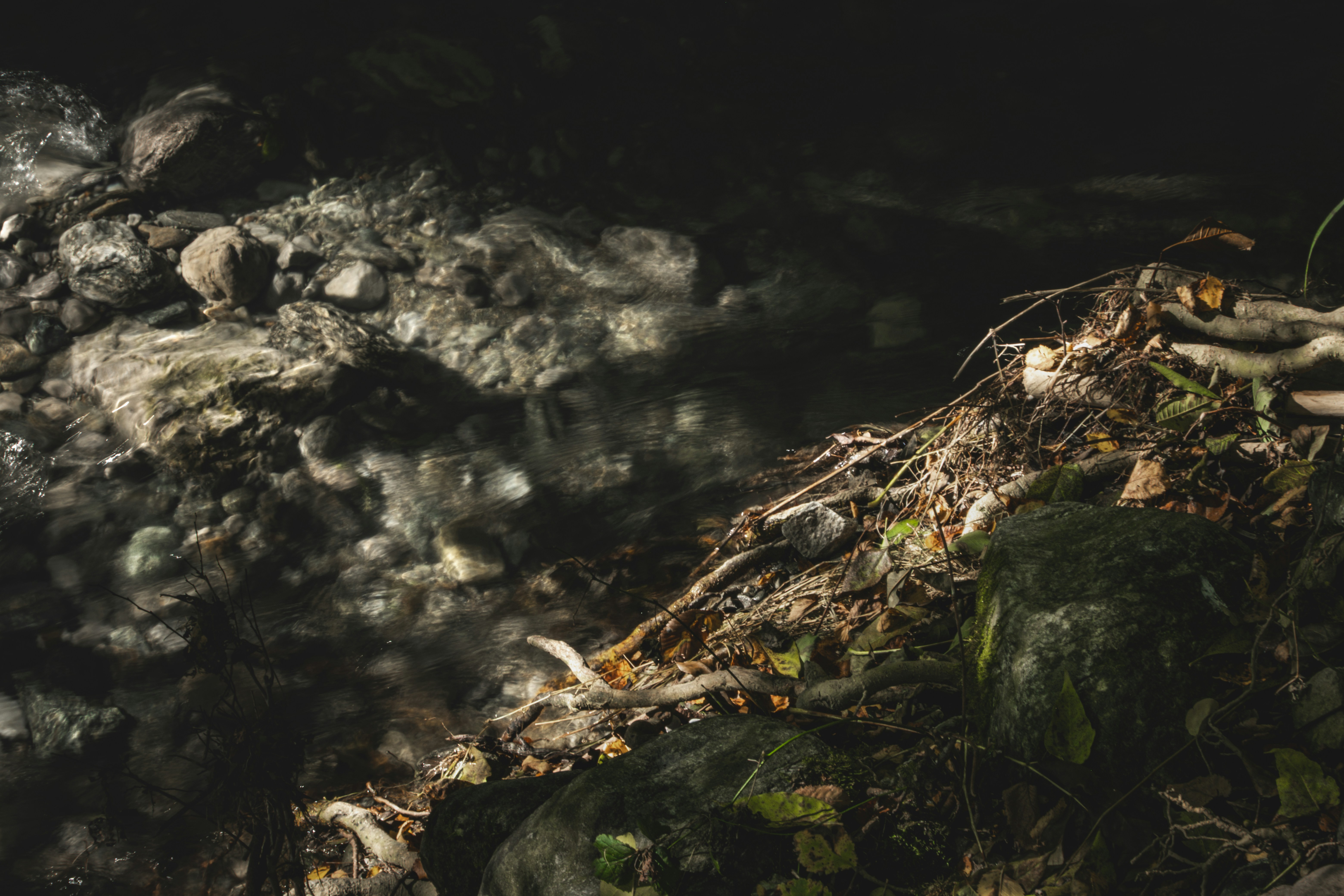 Five Fish Owl Whoppers That Are Scaring You Away from the Best Nature Experience of Your Life