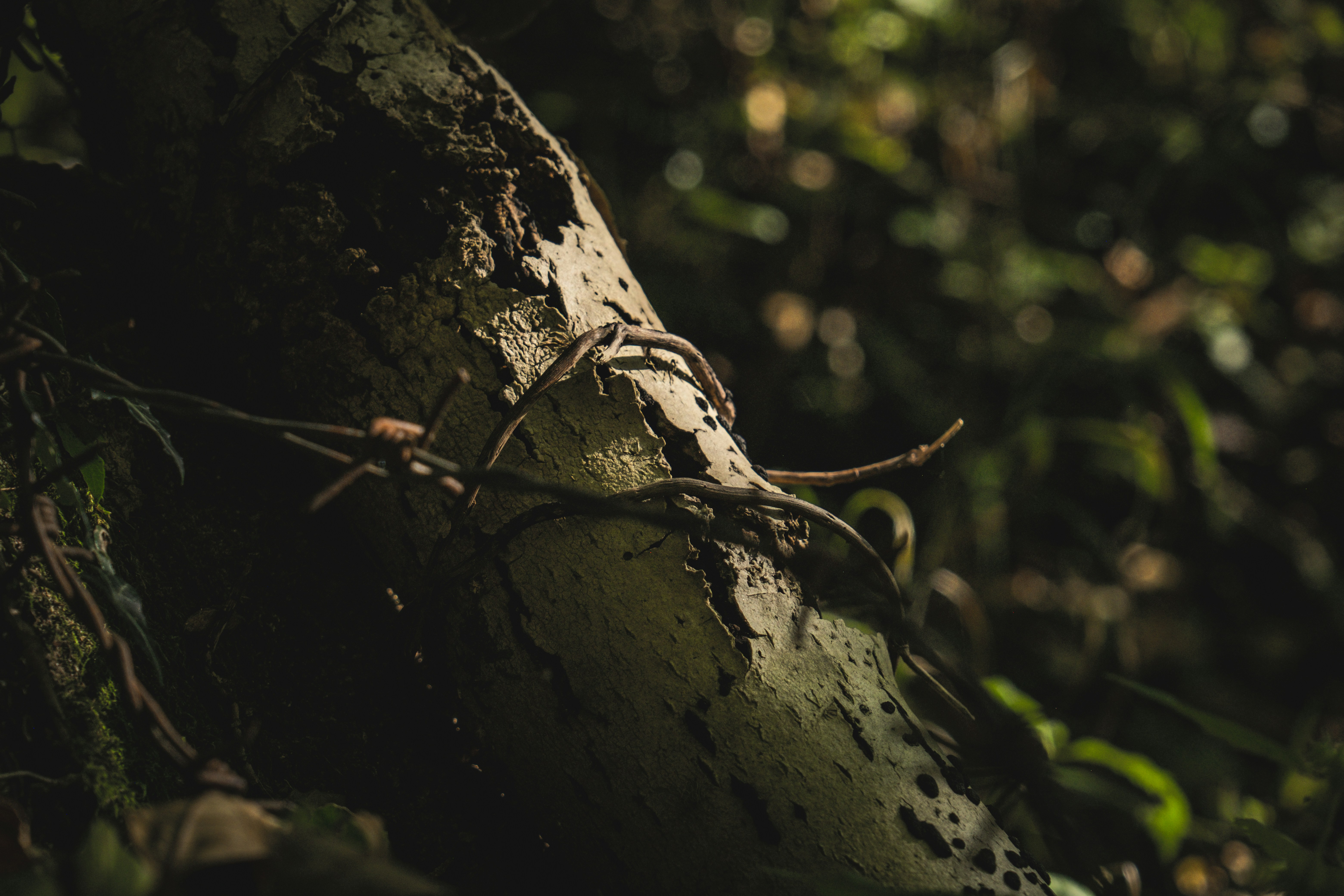 Photo by francesco_ungaro