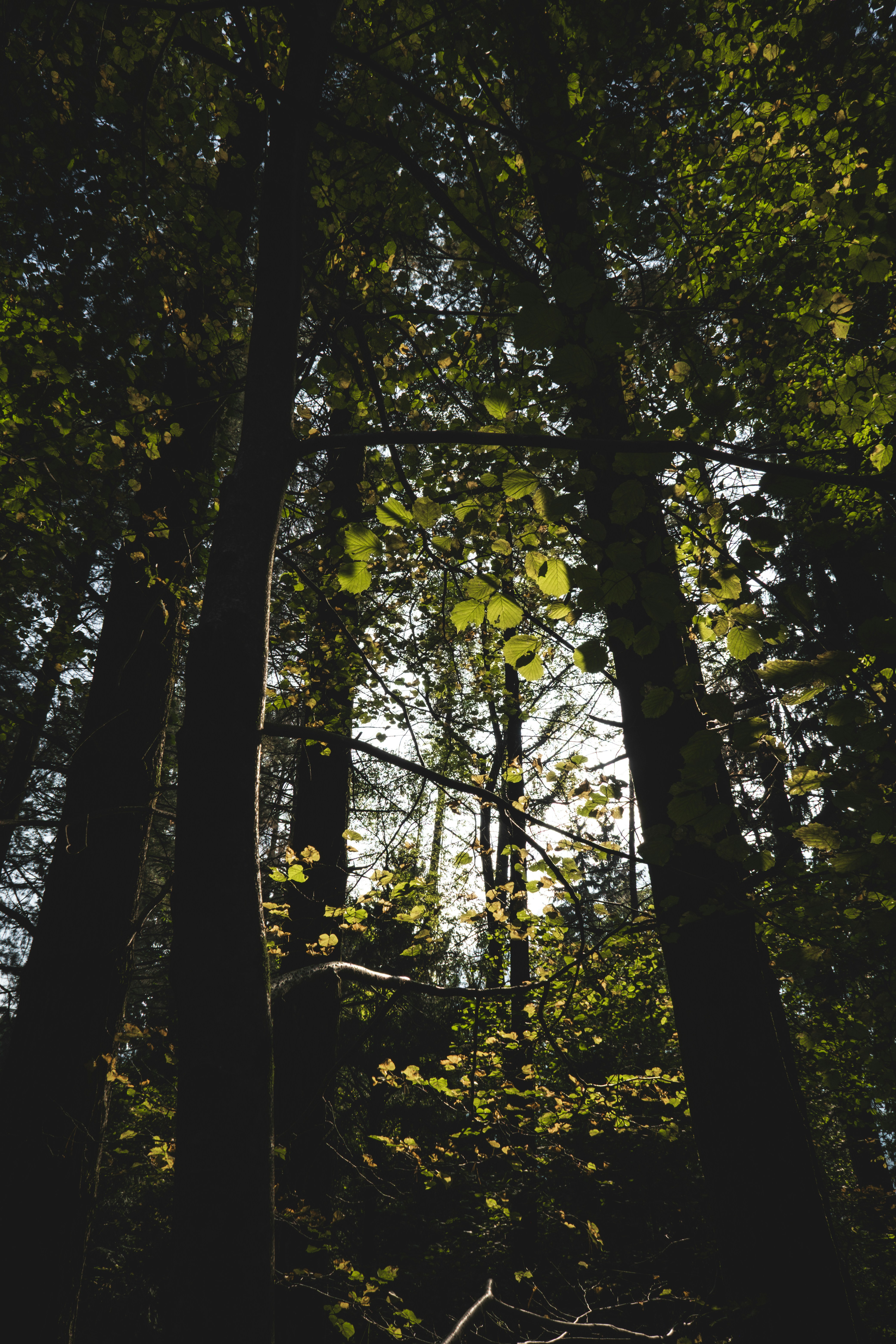 Photo by francesco_ungaro