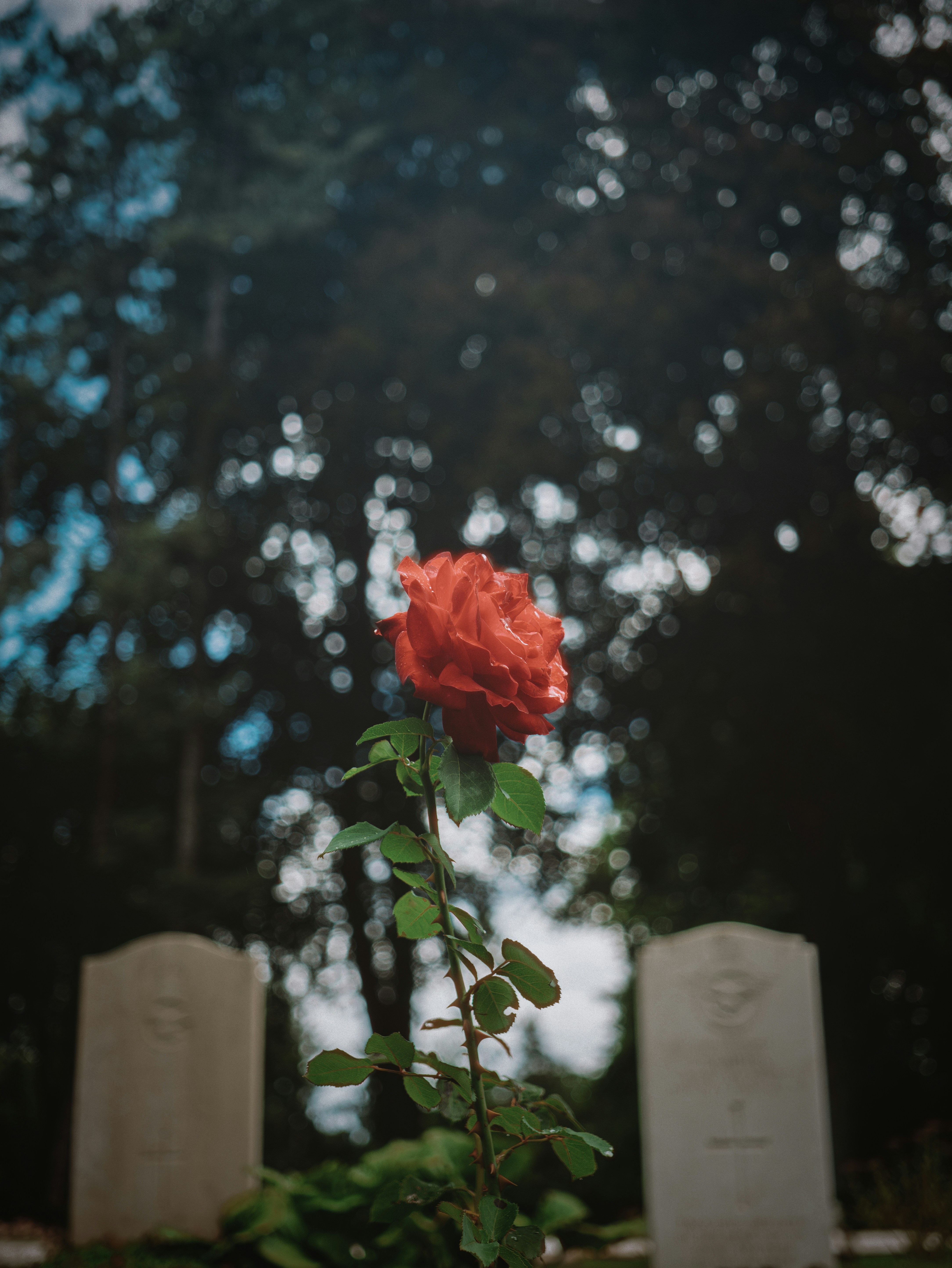 A single red rose stands between two tombstones.