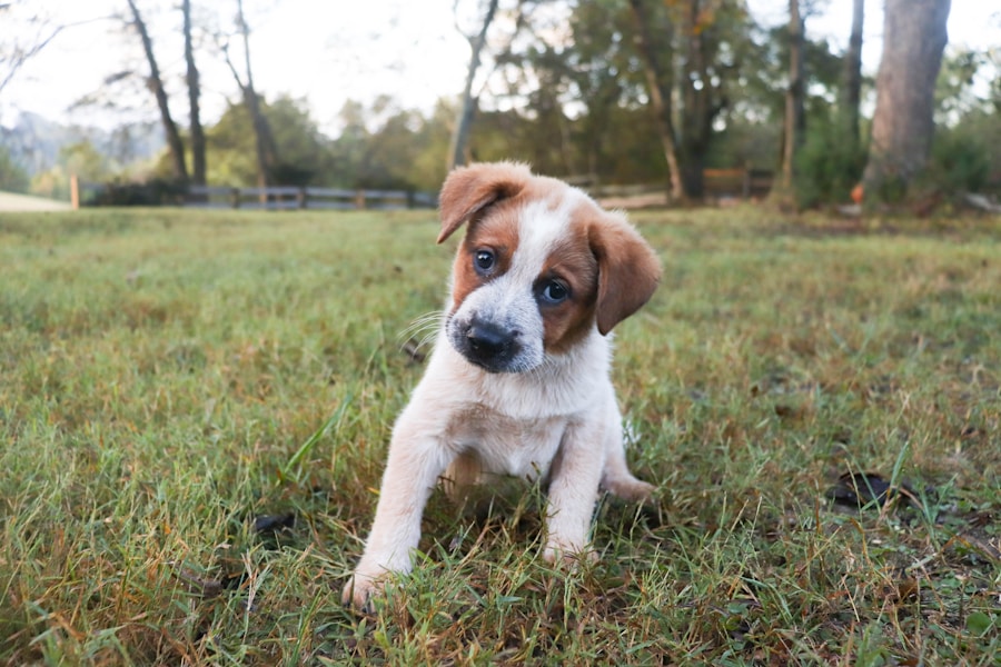 Why Do Dogs Tilt Their Heads? The Science Behind the Cute Behaviour