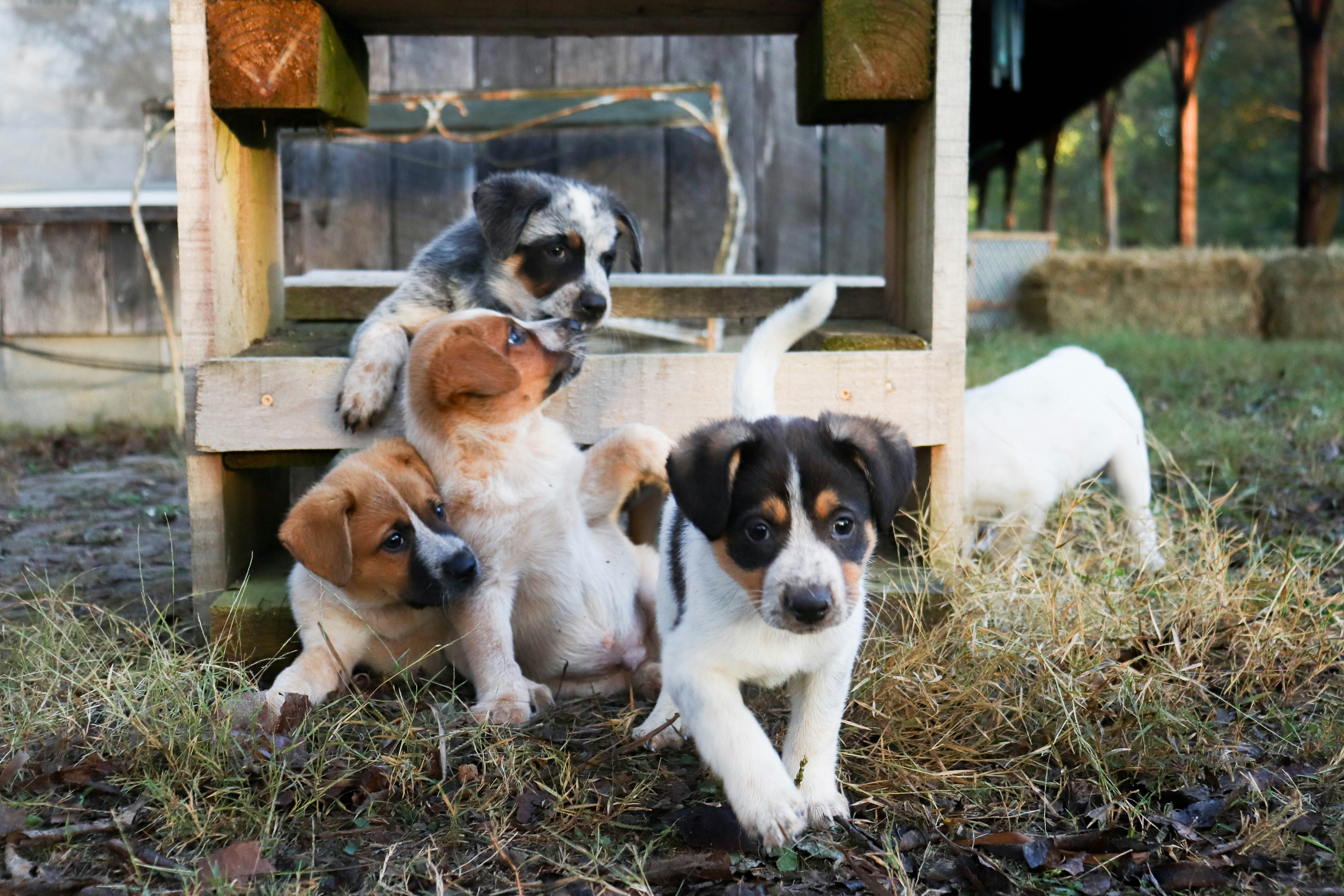 A group of different pets together