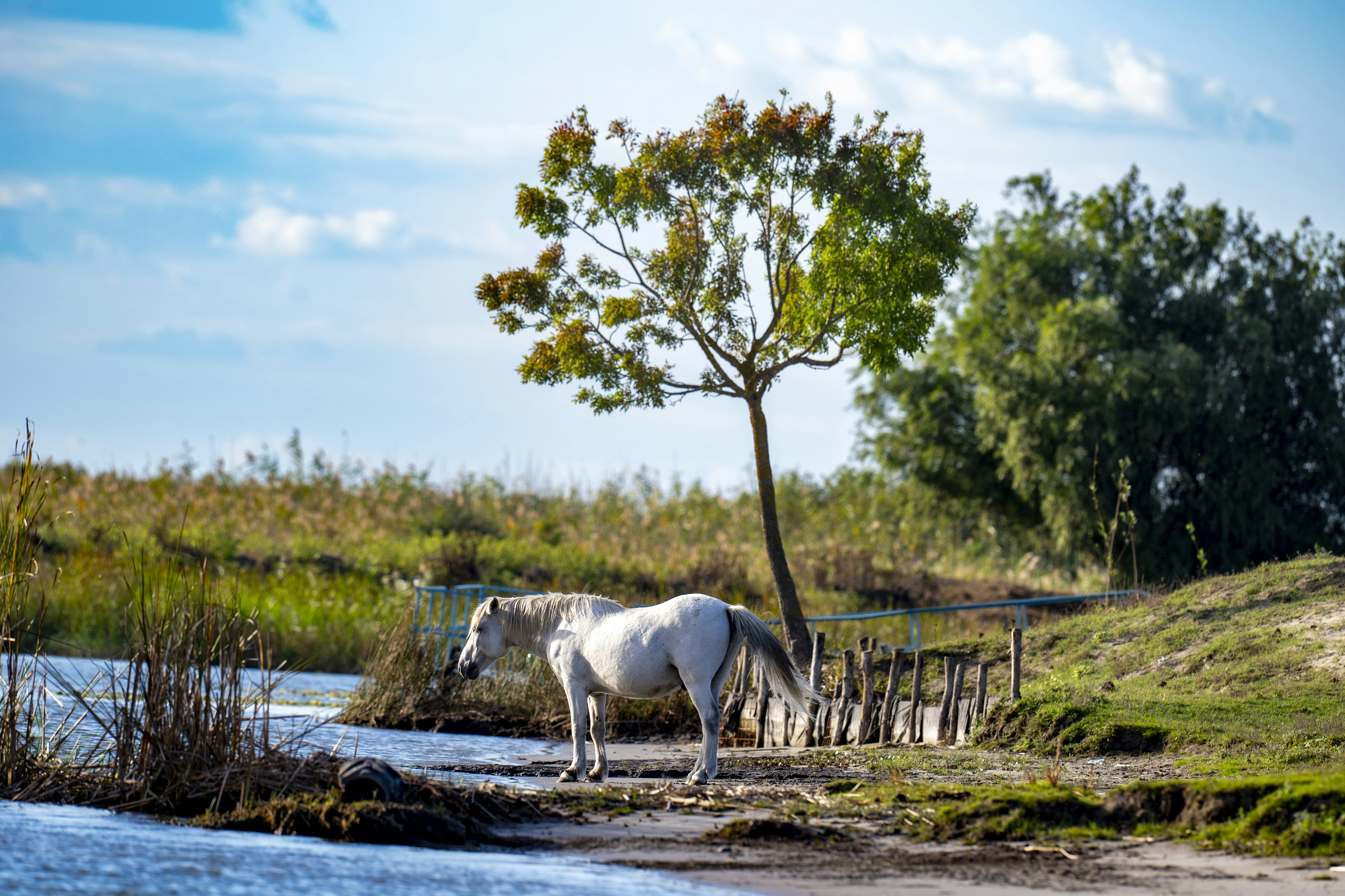 A white horse stands by a calm body of water.