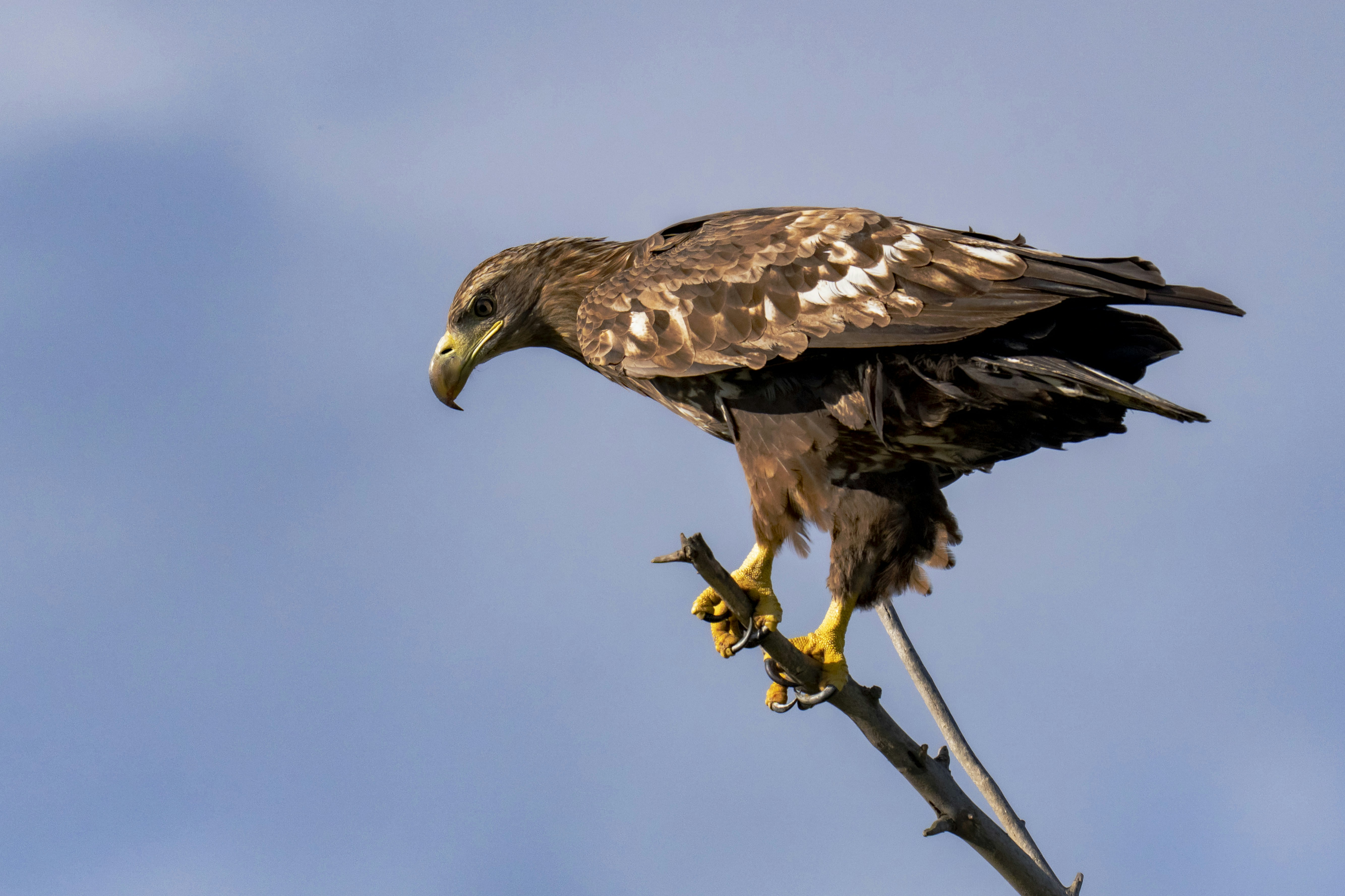 Photo by strinoiumarian