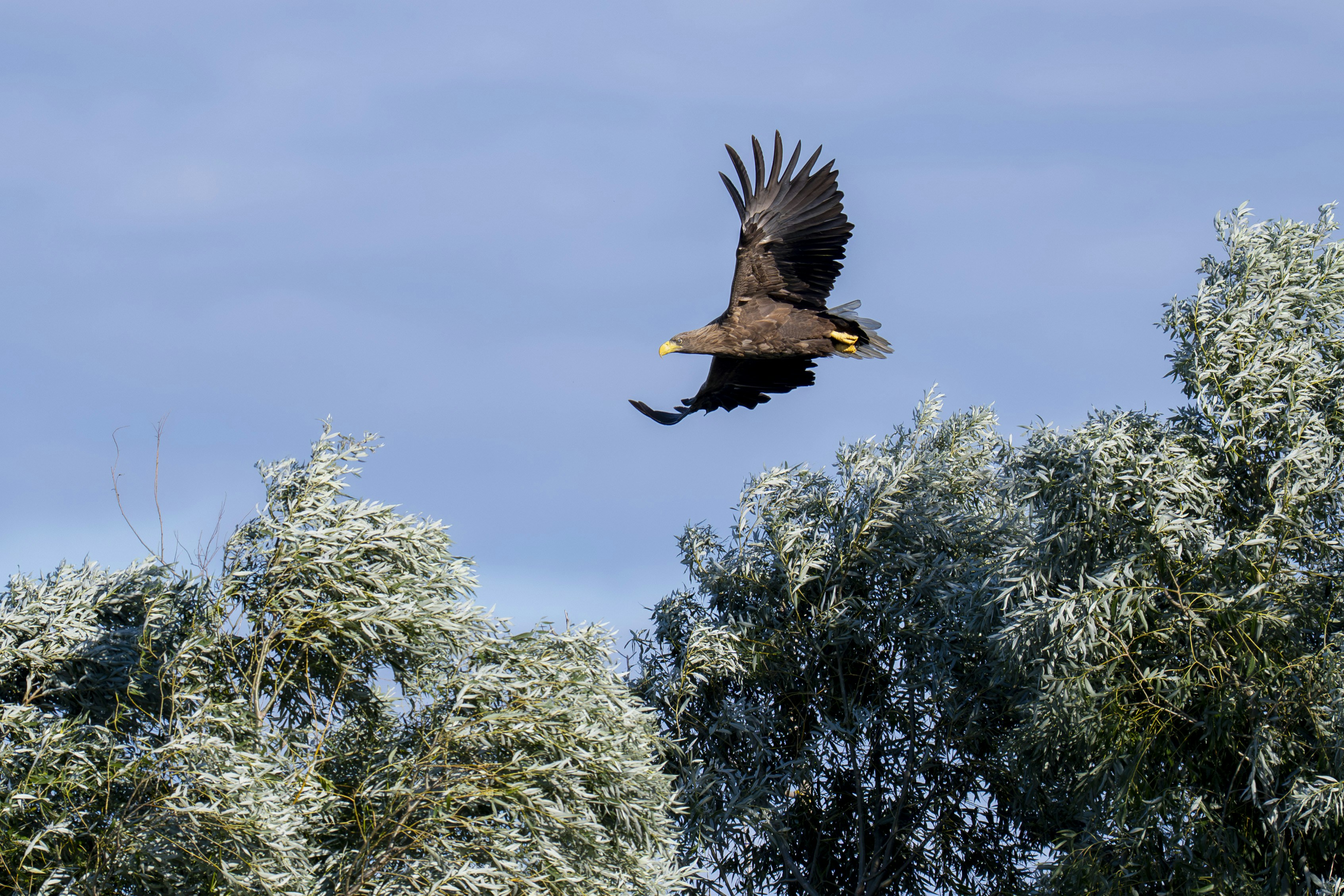 Eagle flying over trees with blue sky