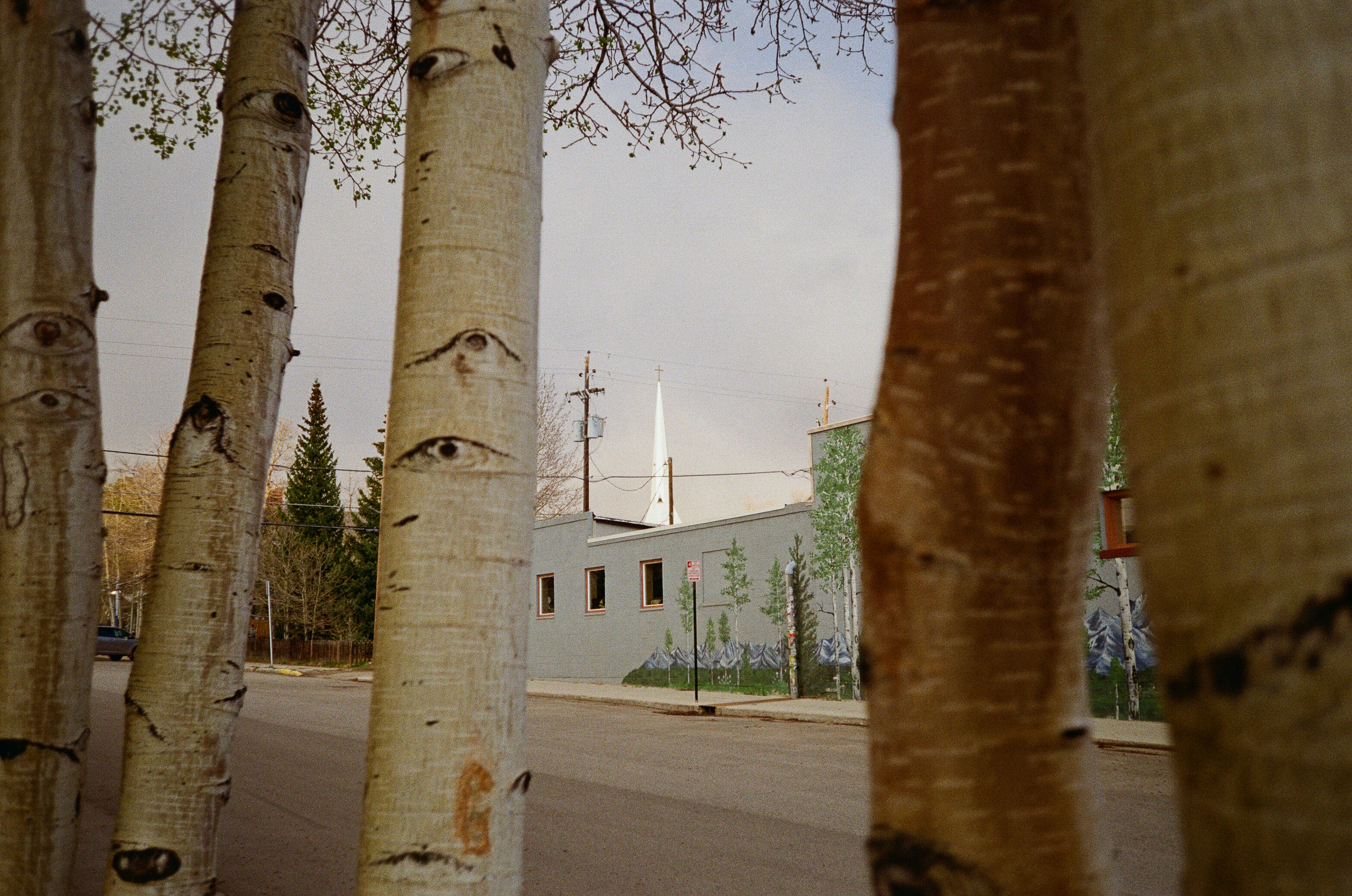 Espen rahmen ein weißes Gebäude mit Turmspitze ein.
