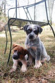 Two puppies sitting under a chair outdoors