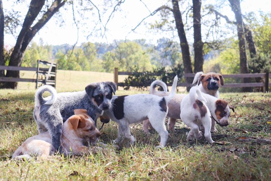 How to Choose a Puppy from a Litter: What to Look For
