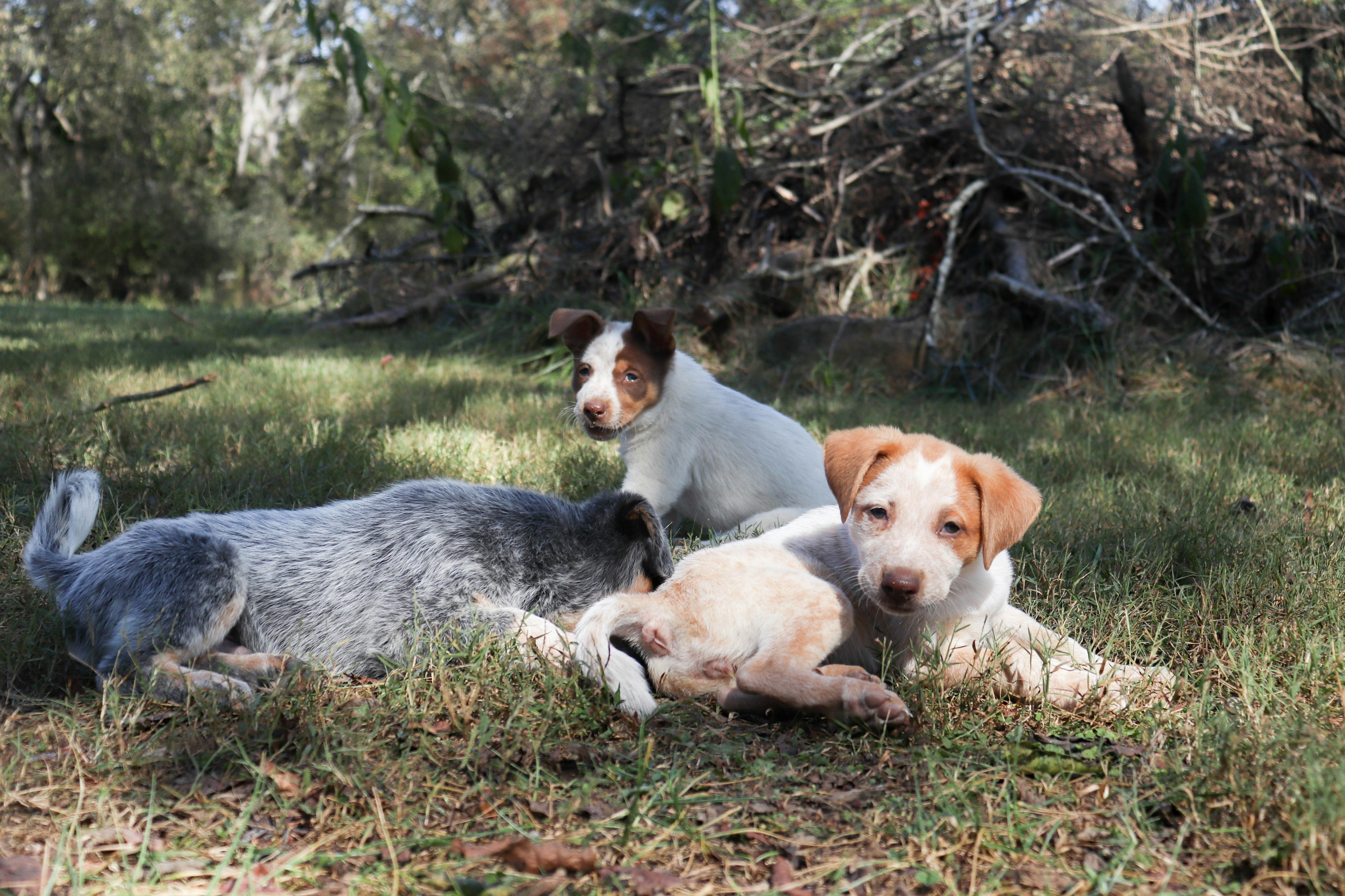 puppy socialisation, puppies, potty training