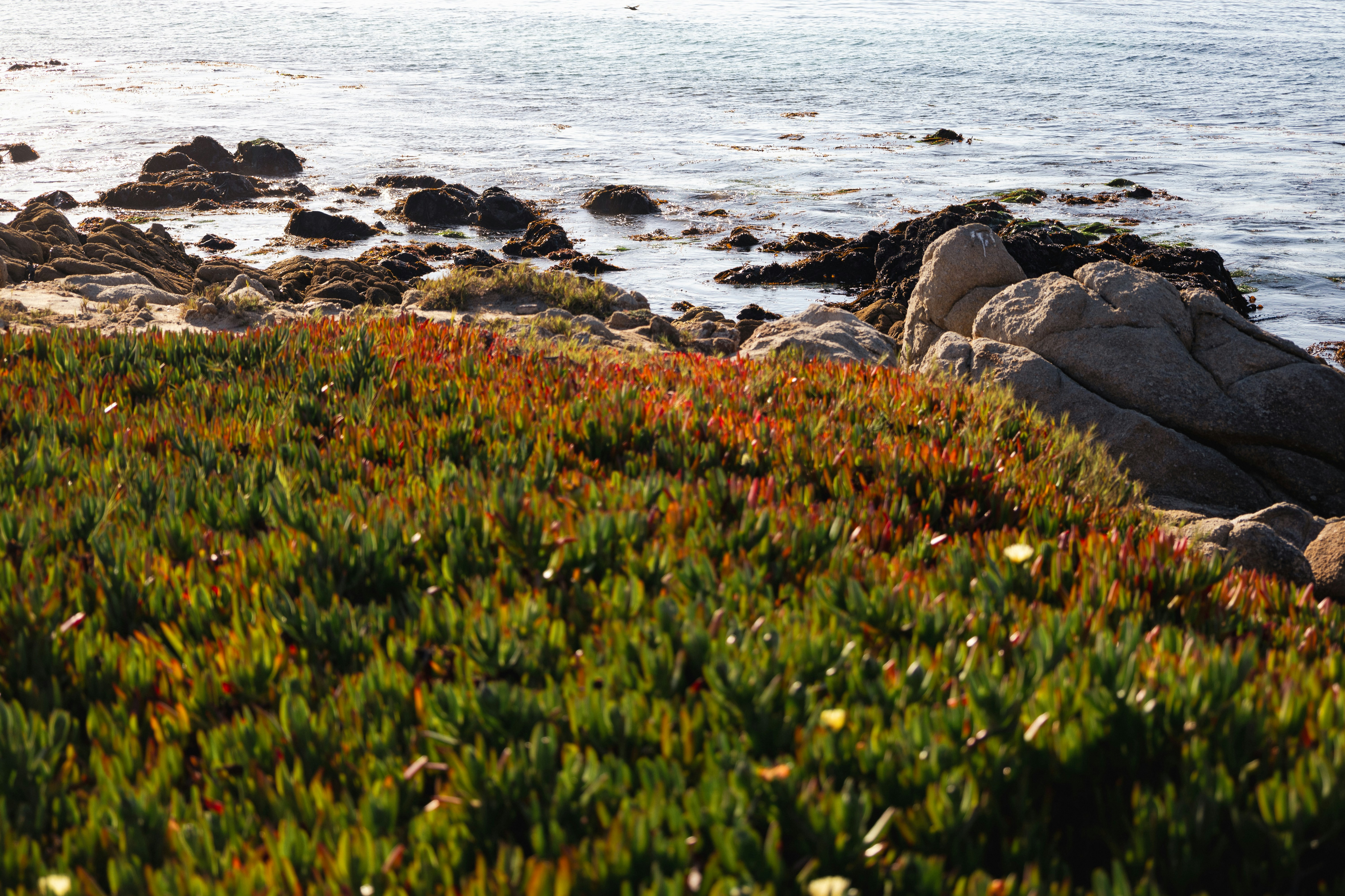 UK Pilots Nature-Based Fix for Lost Coastal Habitats