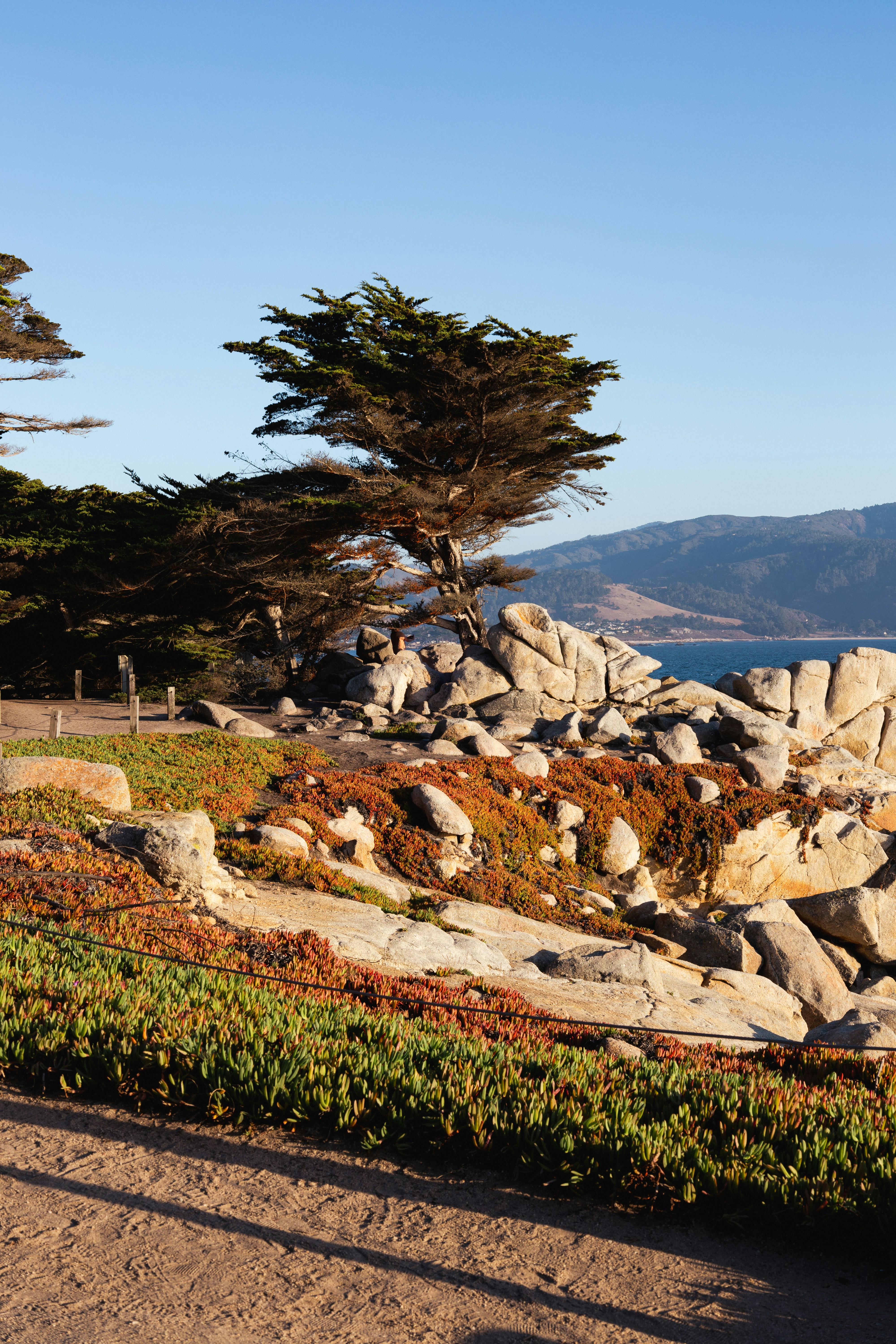 Rocky coastline with cypress trees and ocean view