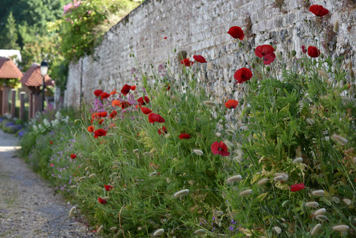 Red poppies along the stone wall on the lane