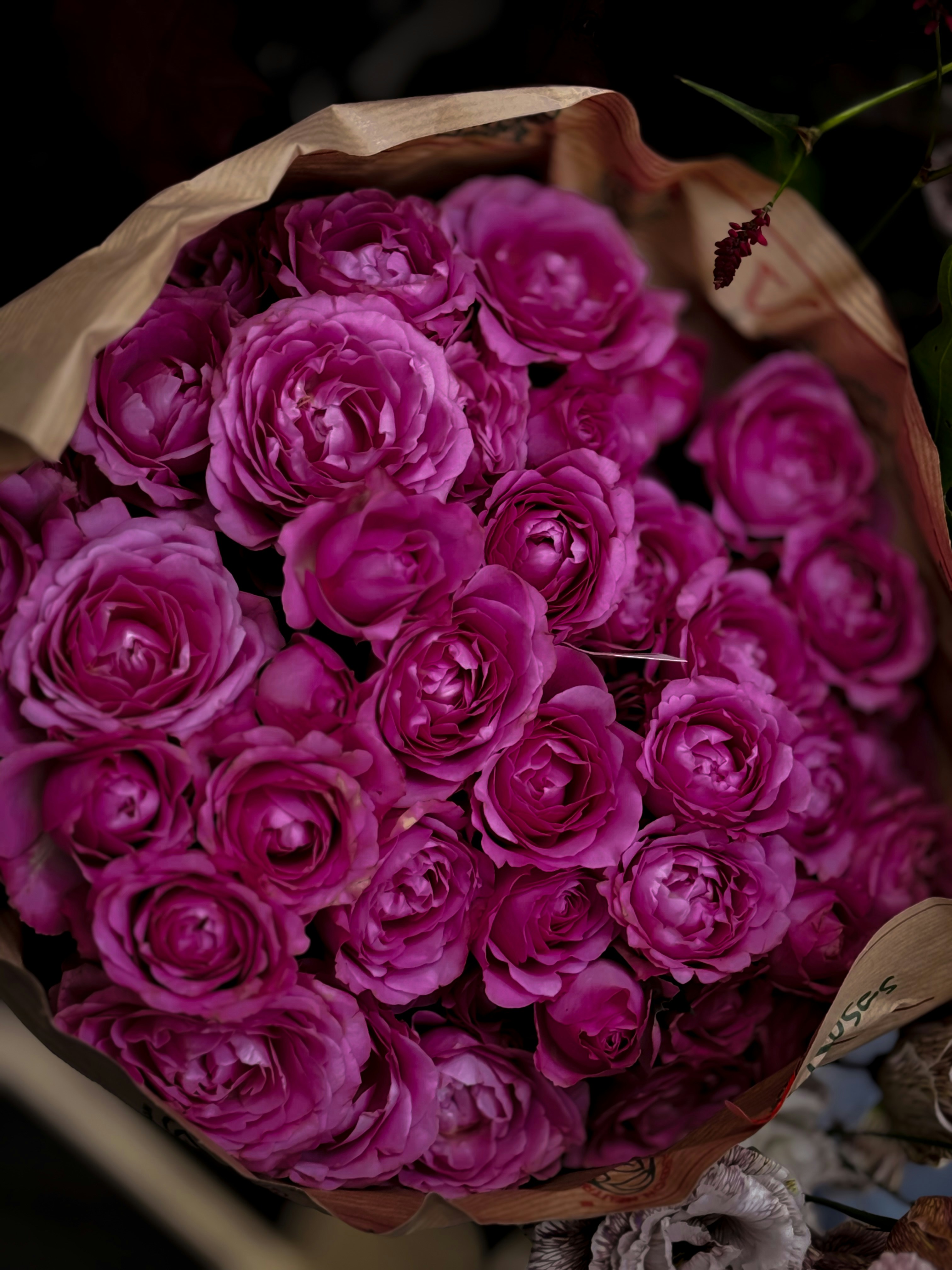 Bouquet of vibrant pink roses wrapped in brown paper