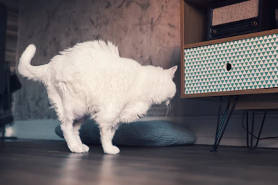 A fluffy white cat arches its back near furniture.