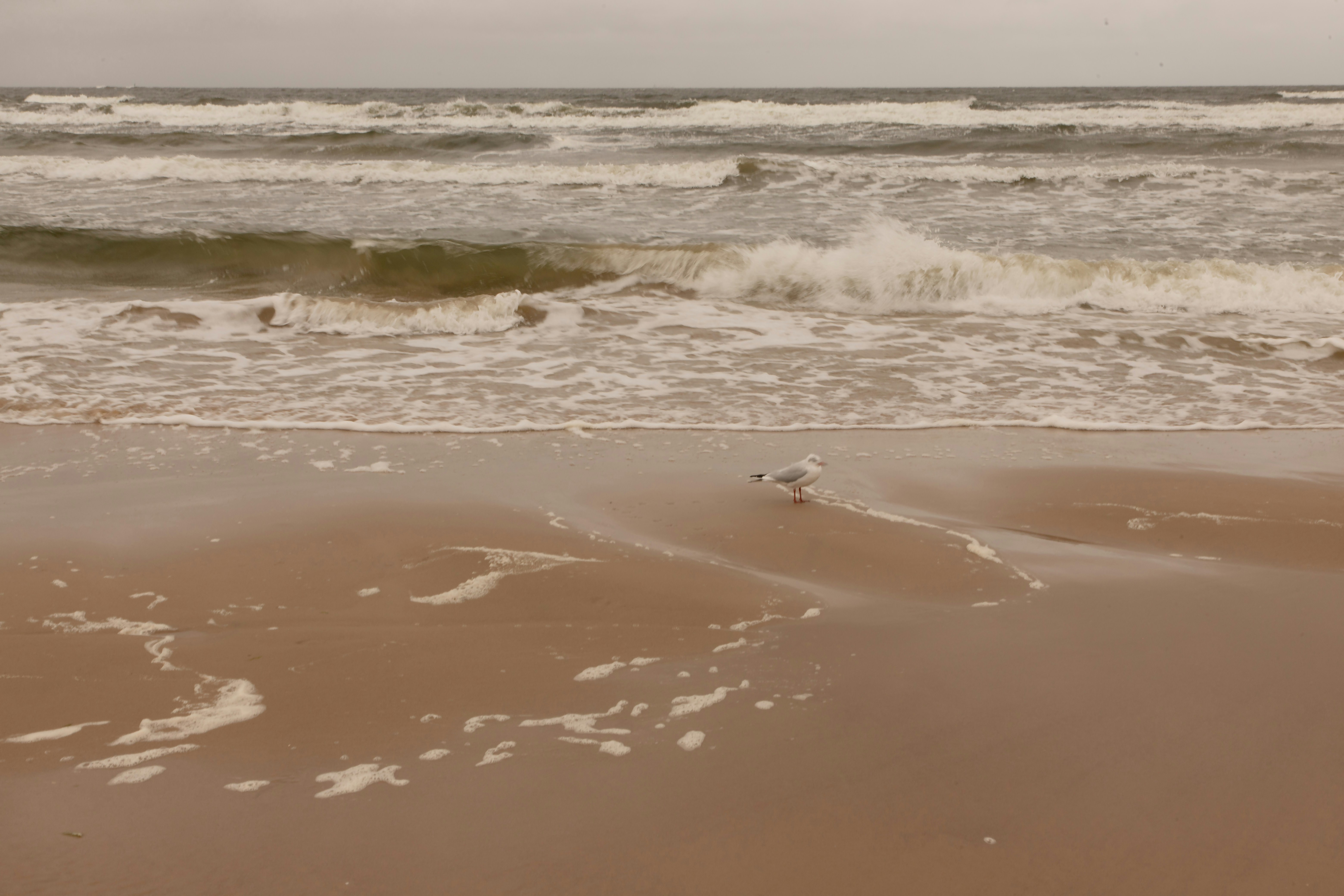 A seagull walks on a sandy beach near waves.