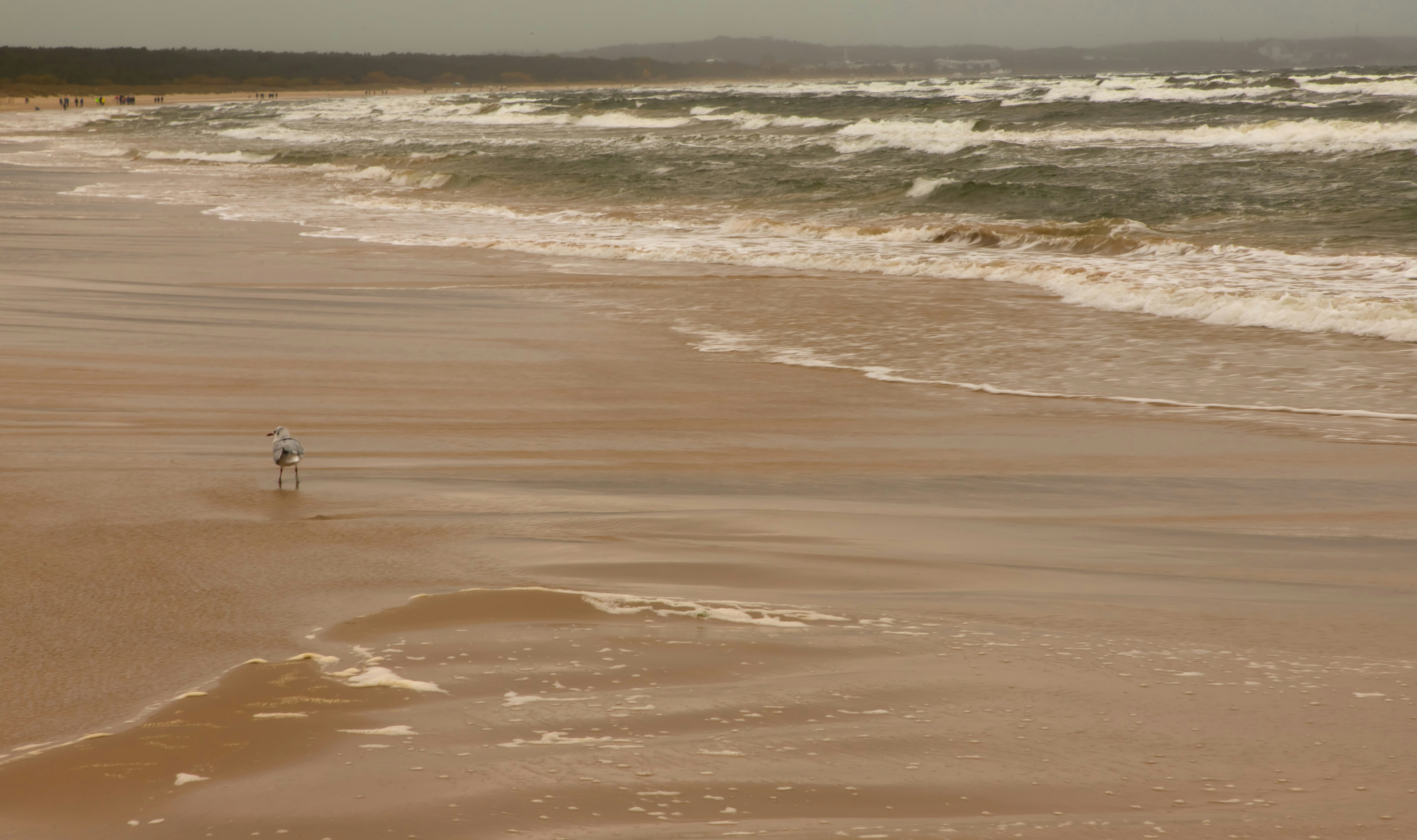 A lone bird walks on a sandy beach with waves.