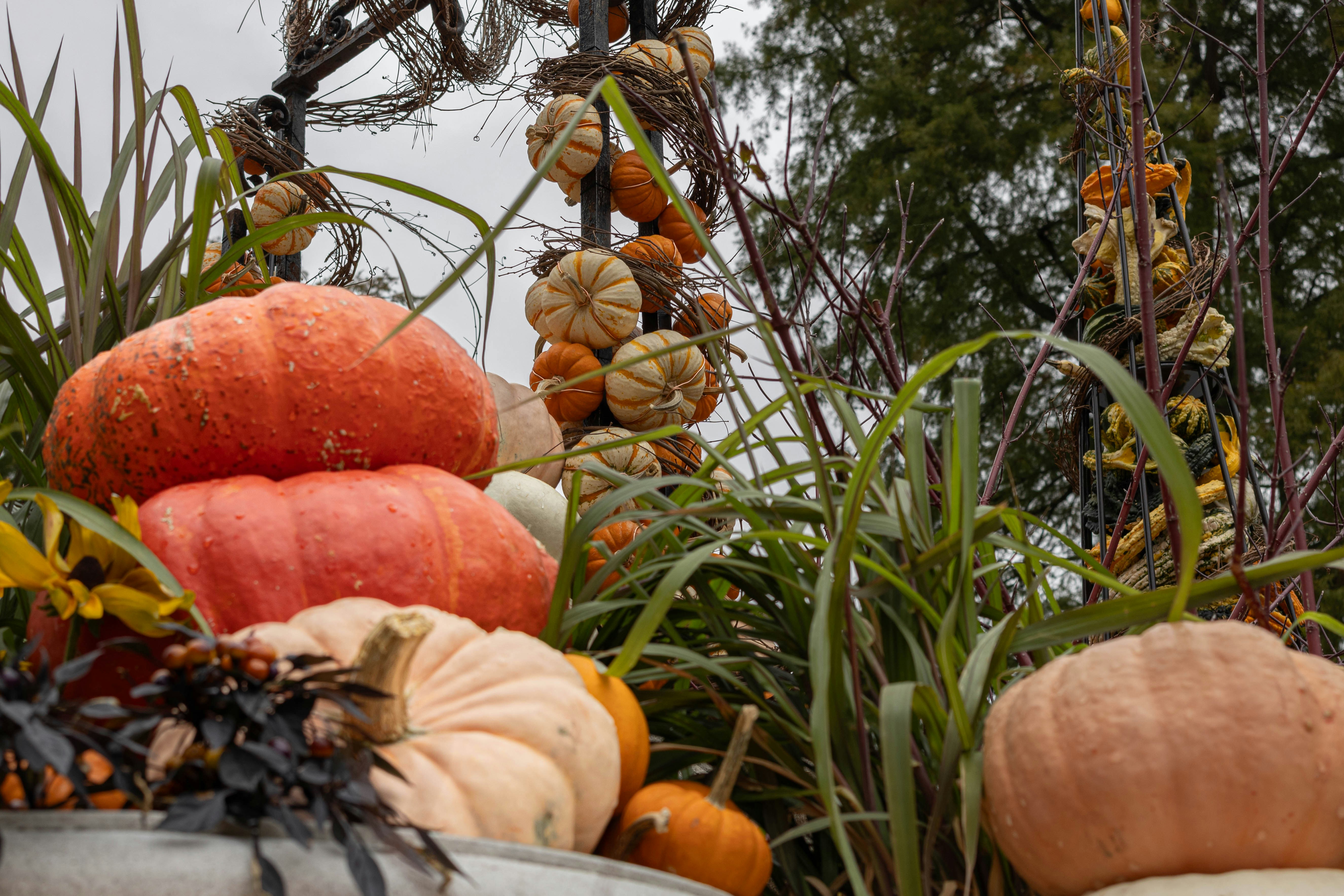 紅葉のカボチャとひょうたんの盛り合わせ。