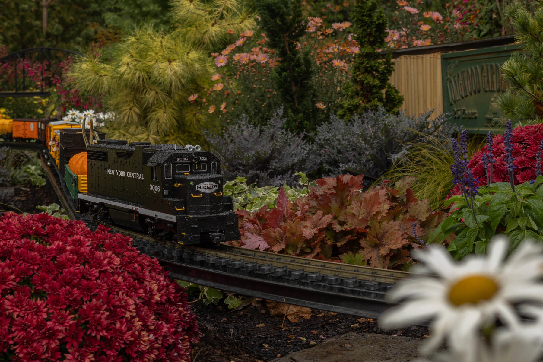 A black and gray model diesel locomotive pulling orange cars along a raised track between red chrysanthemums, burgundy foliage and dwarf conifers