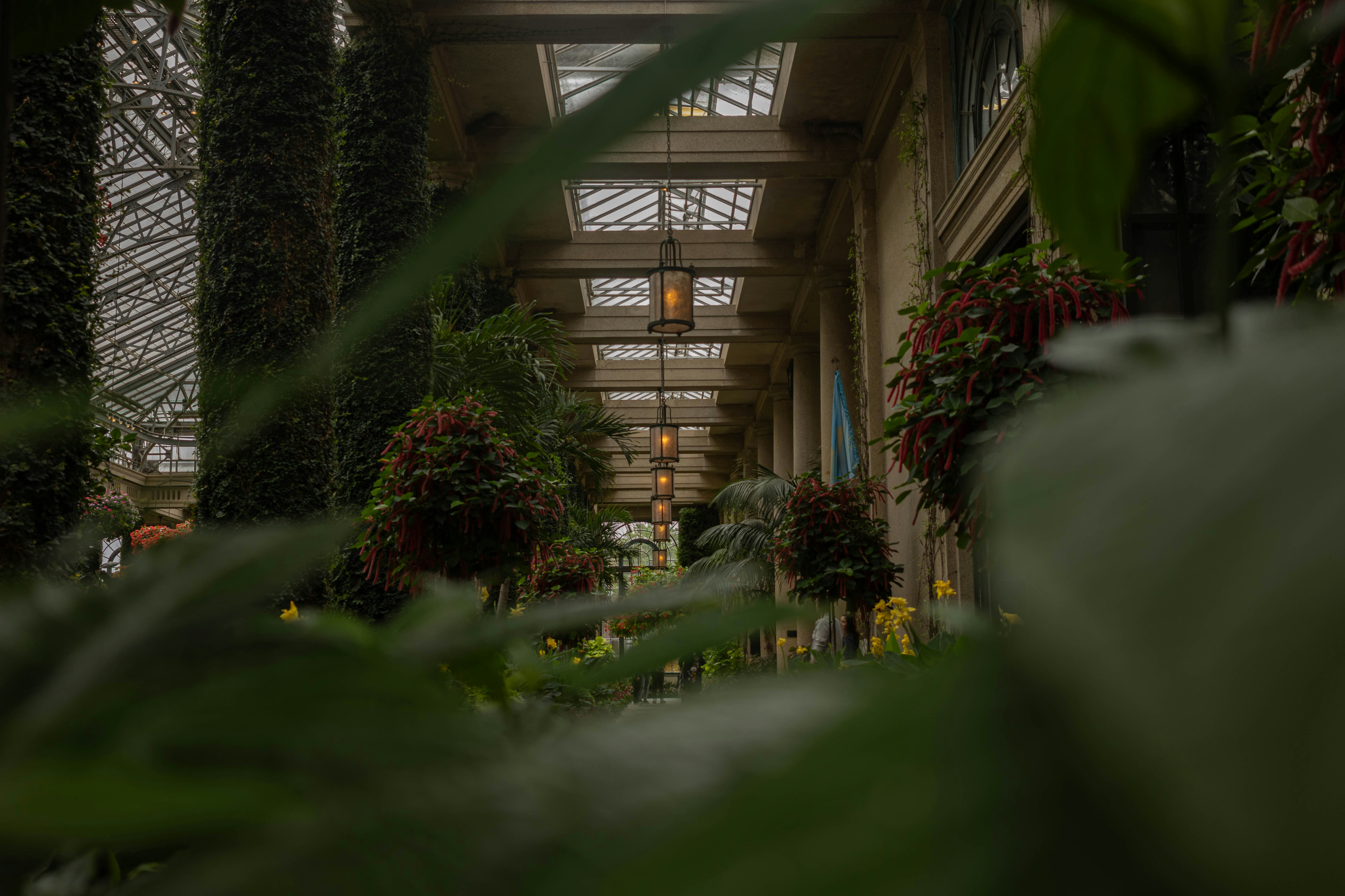 Indoor botanical garden walkway with hanging plants.