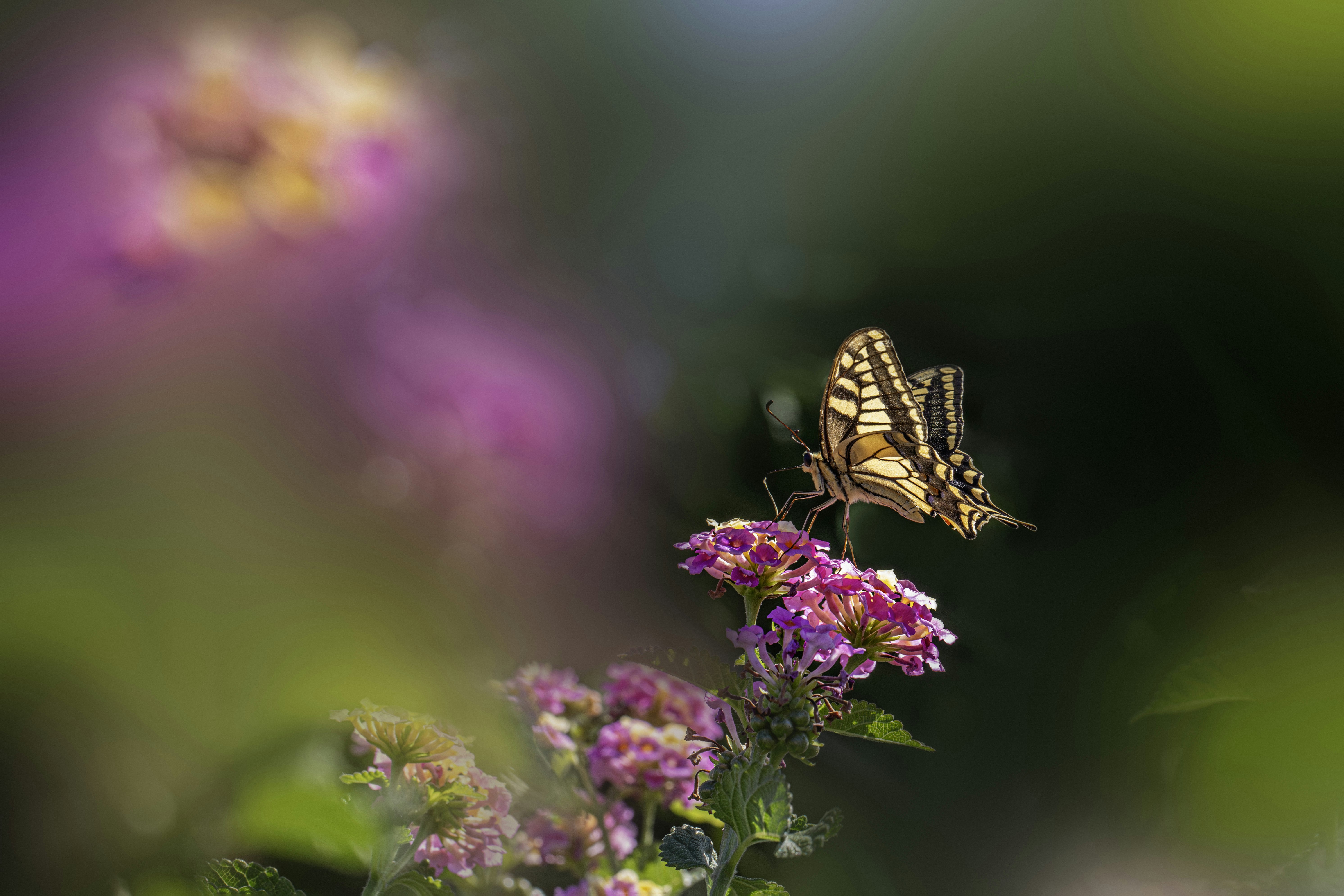 蝶はピンクの花の房の上に休んでいます。の写真 – Unsplashの花の無料画像