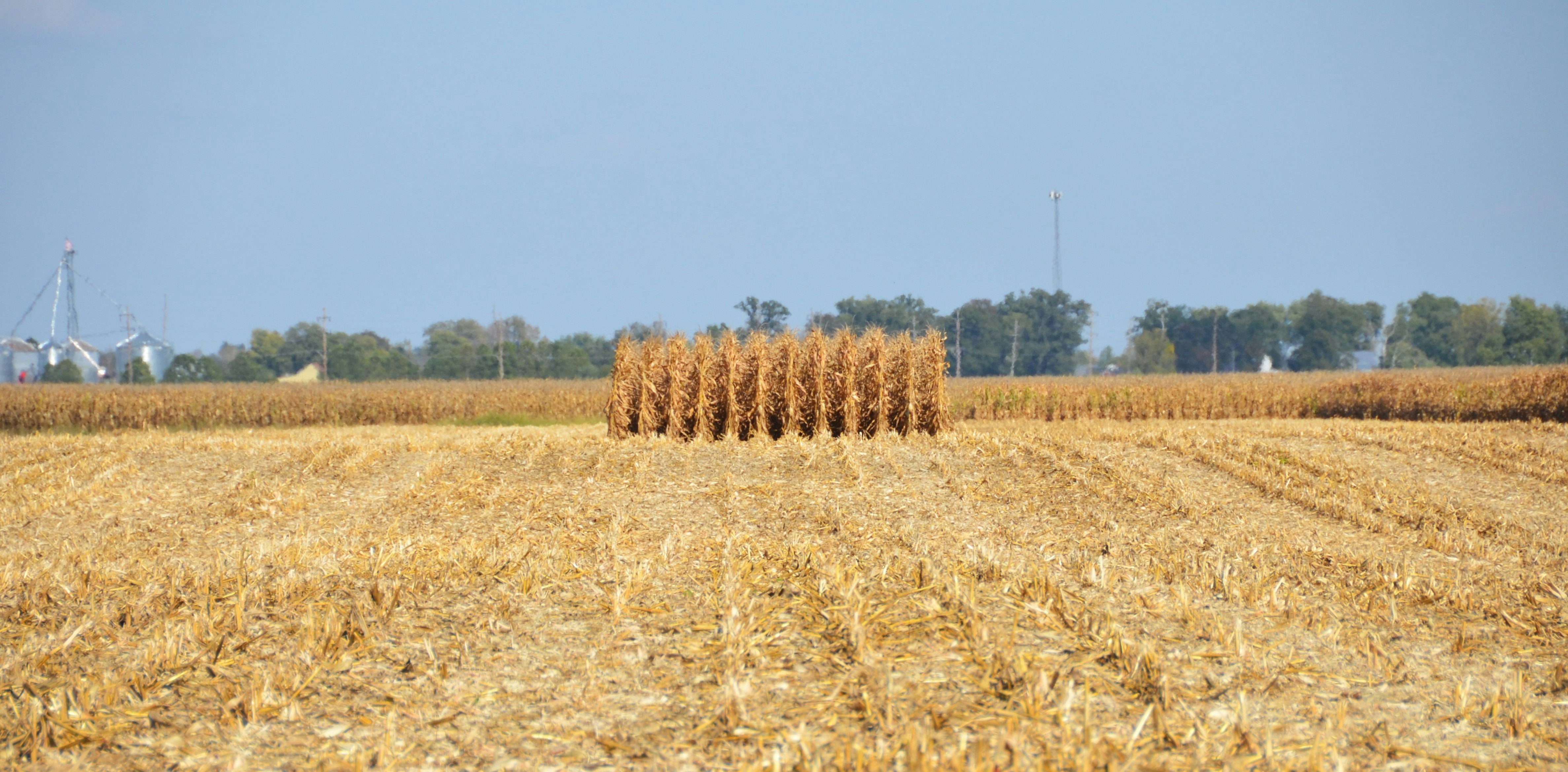 Rows of harvested corn stalks in a field