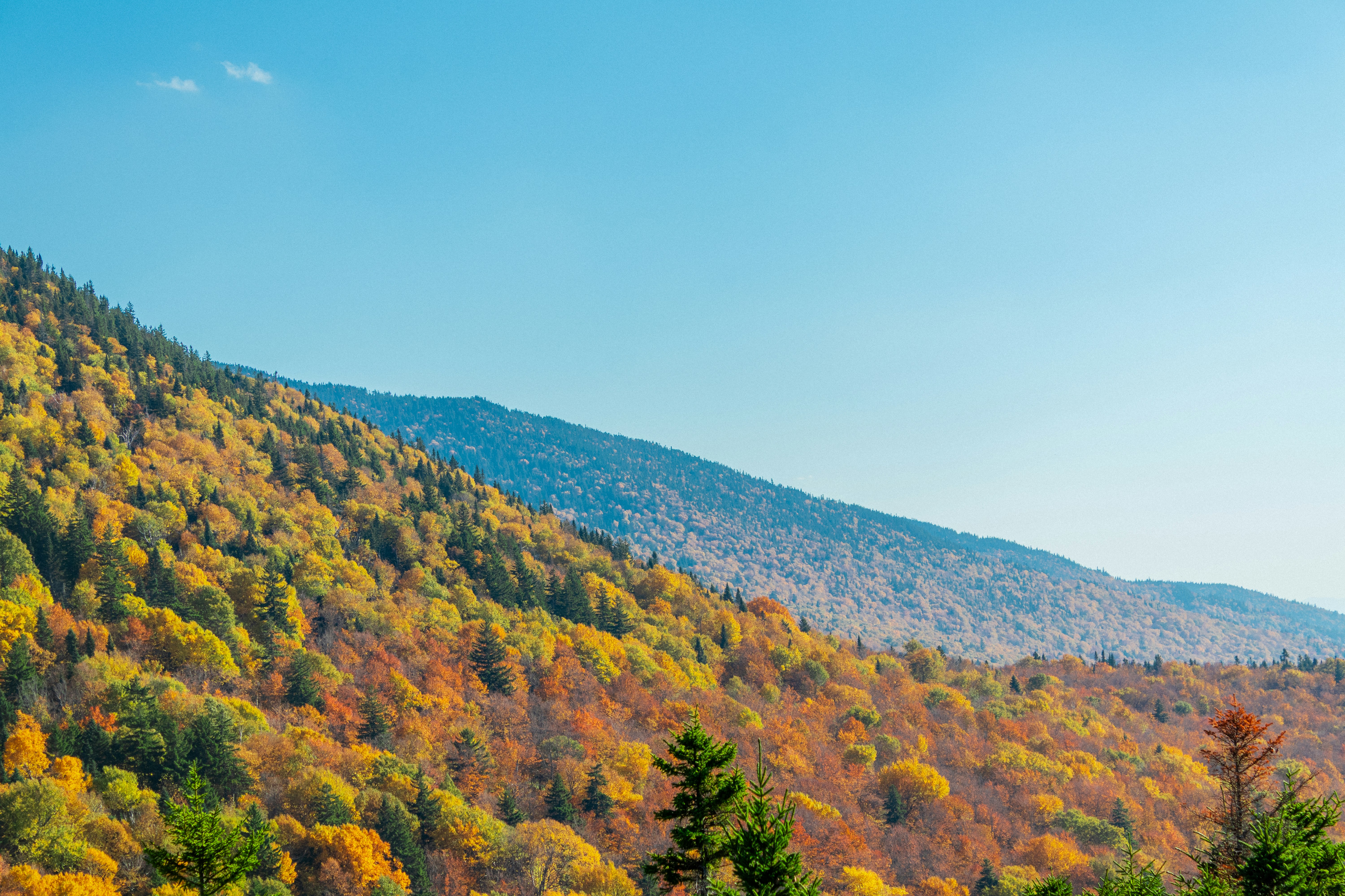 Autumn trees on a mountainside under a clear blue sky