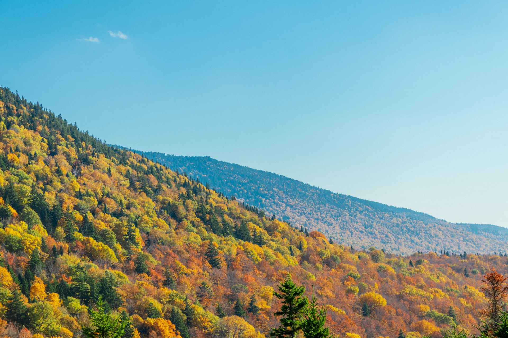 Autumn forest on a mountain slope under clear sky