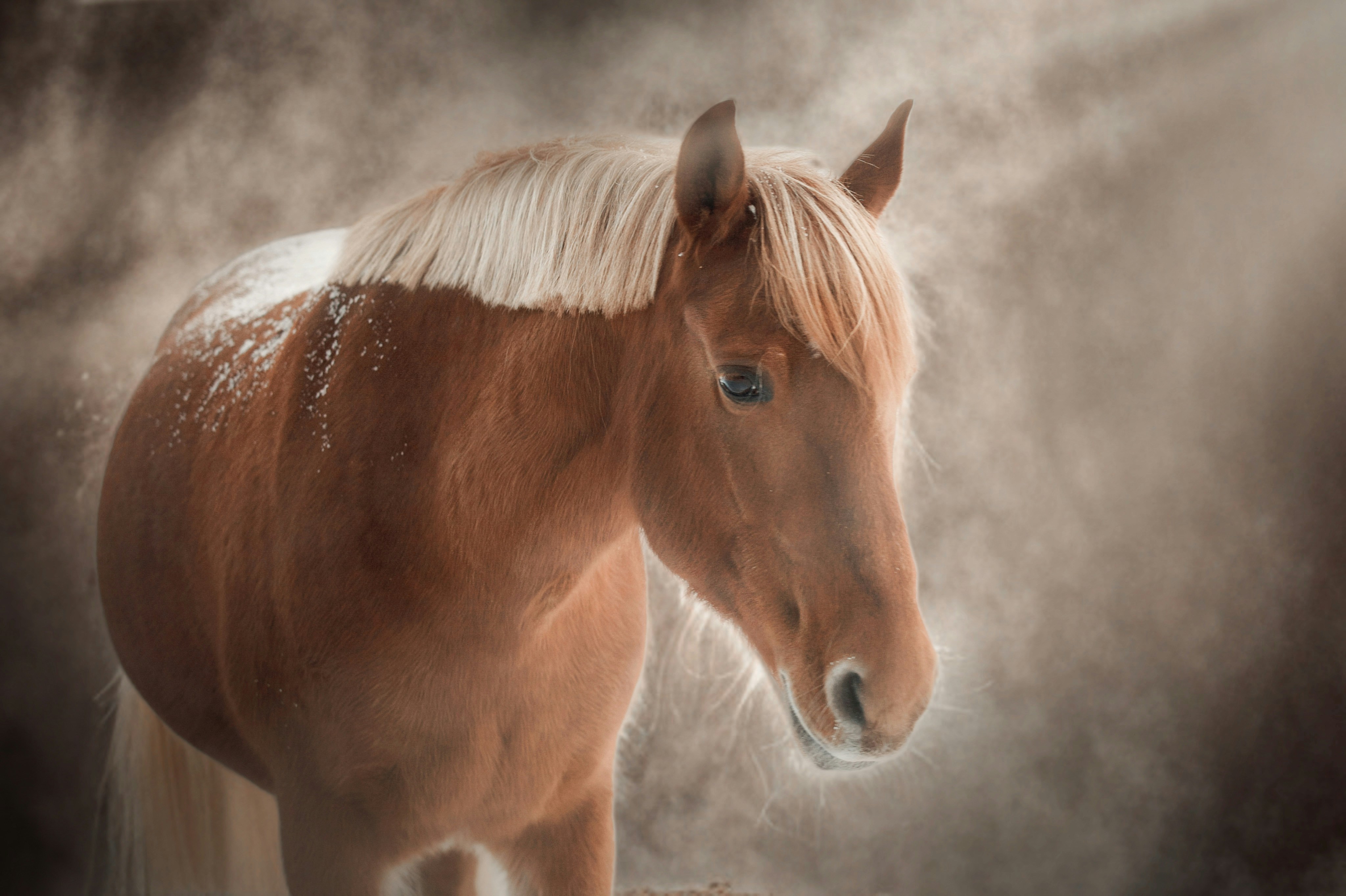 A brown horse with a blonde mane in snow
