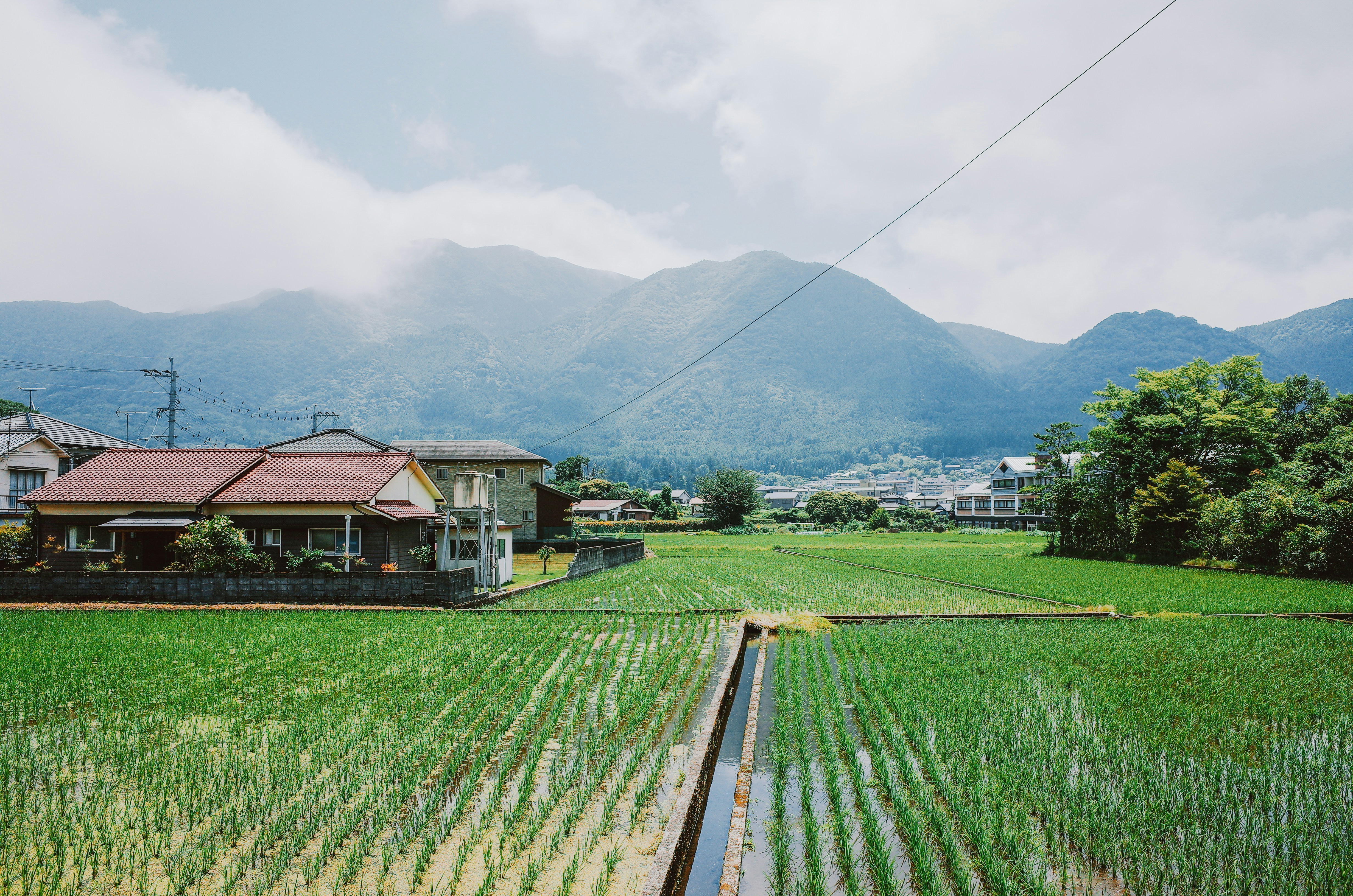 Art in Japanese rice terraces