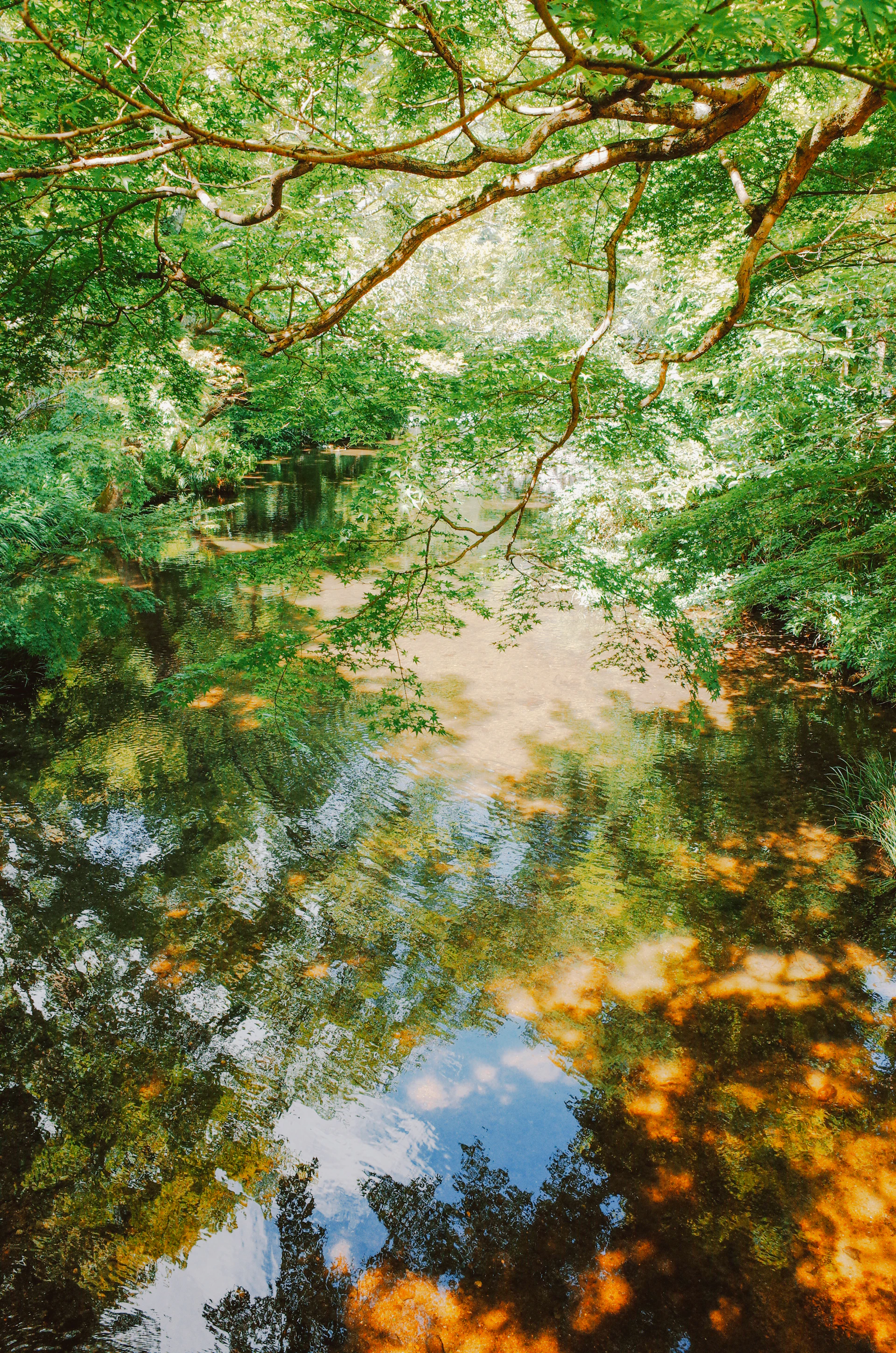 Lush green trees reflecting in calm water.