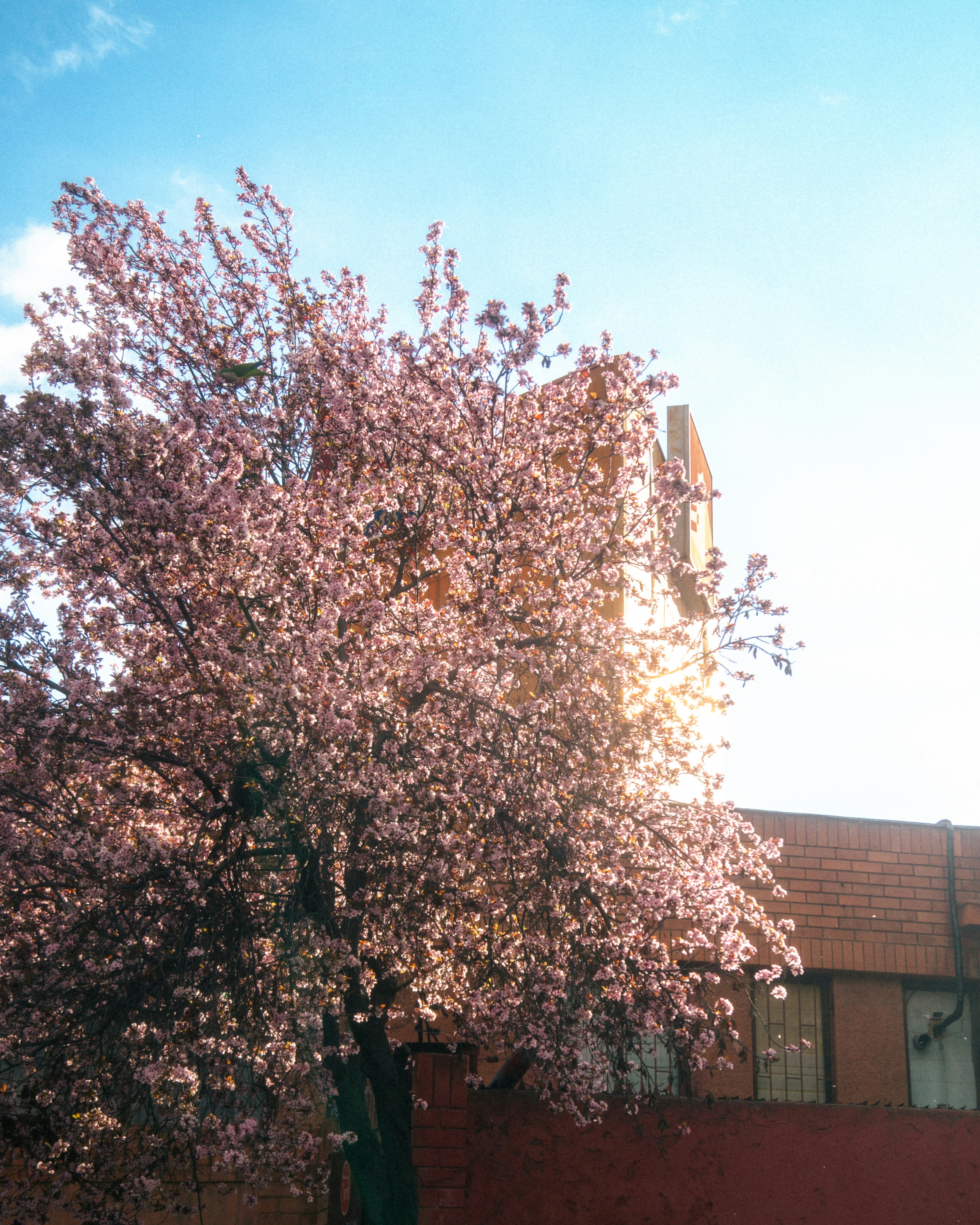 Photo by oscargumera01